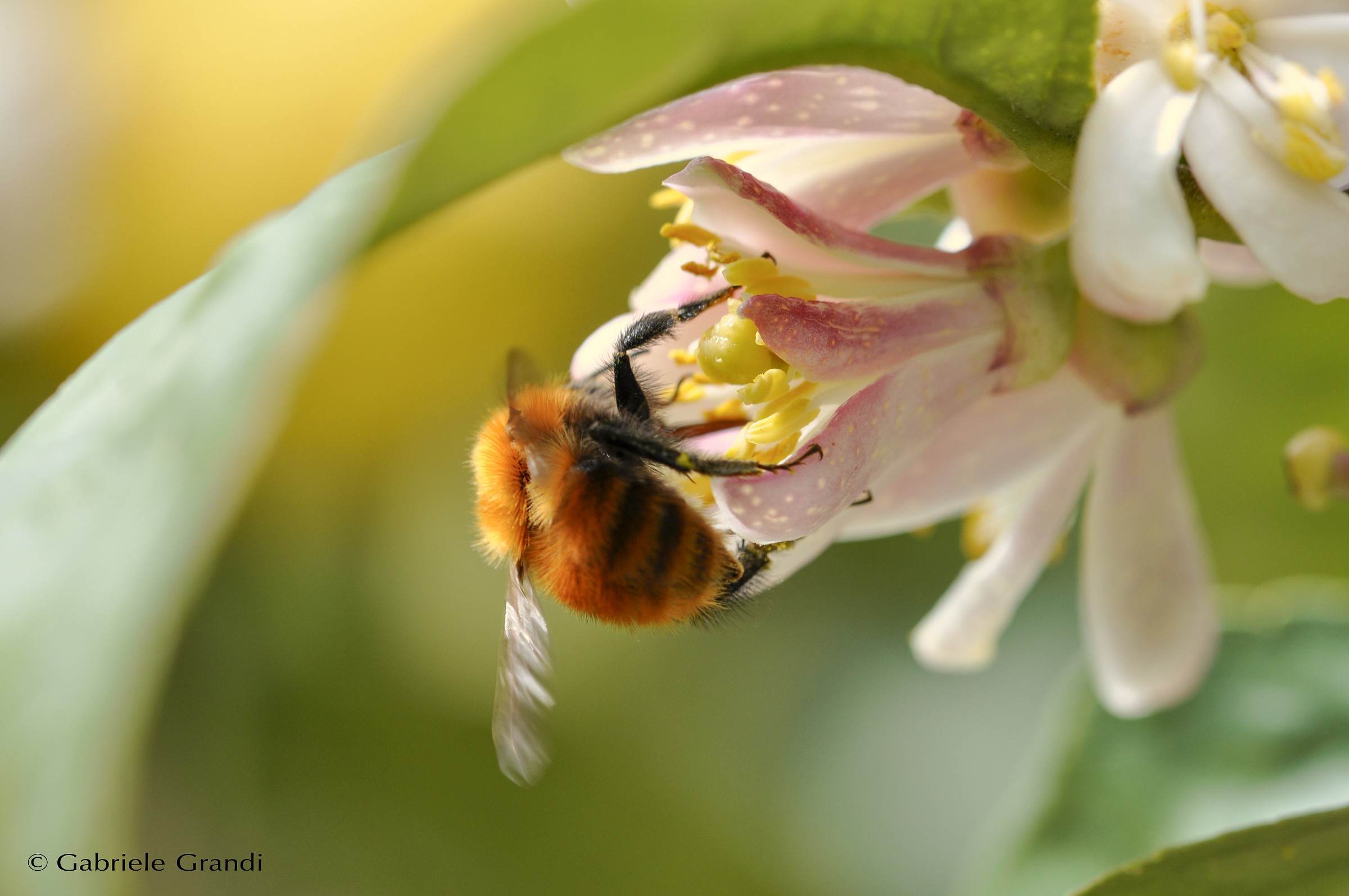 Bumblebee on flower lemon