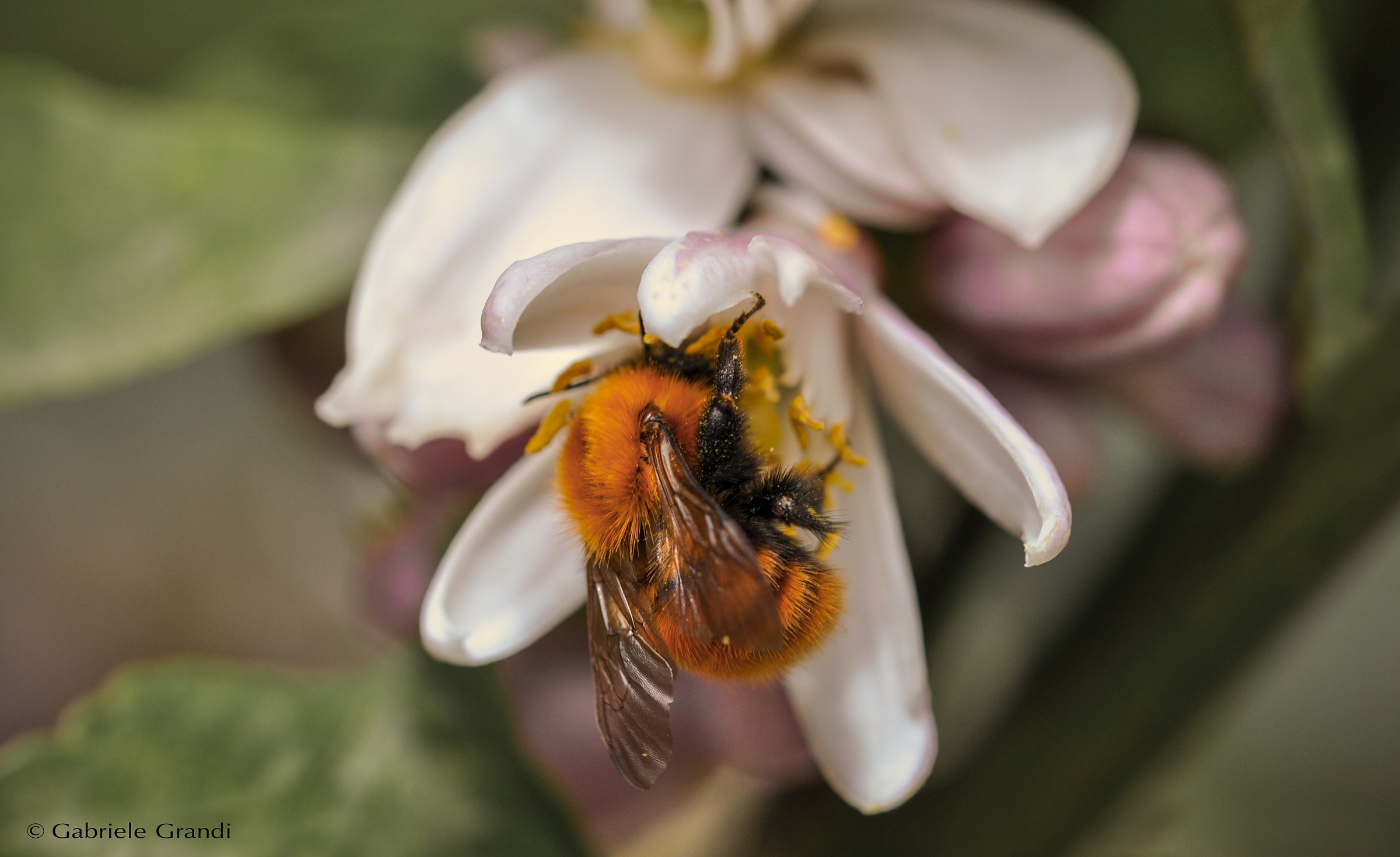 Bumblebee on flower lemon 2
