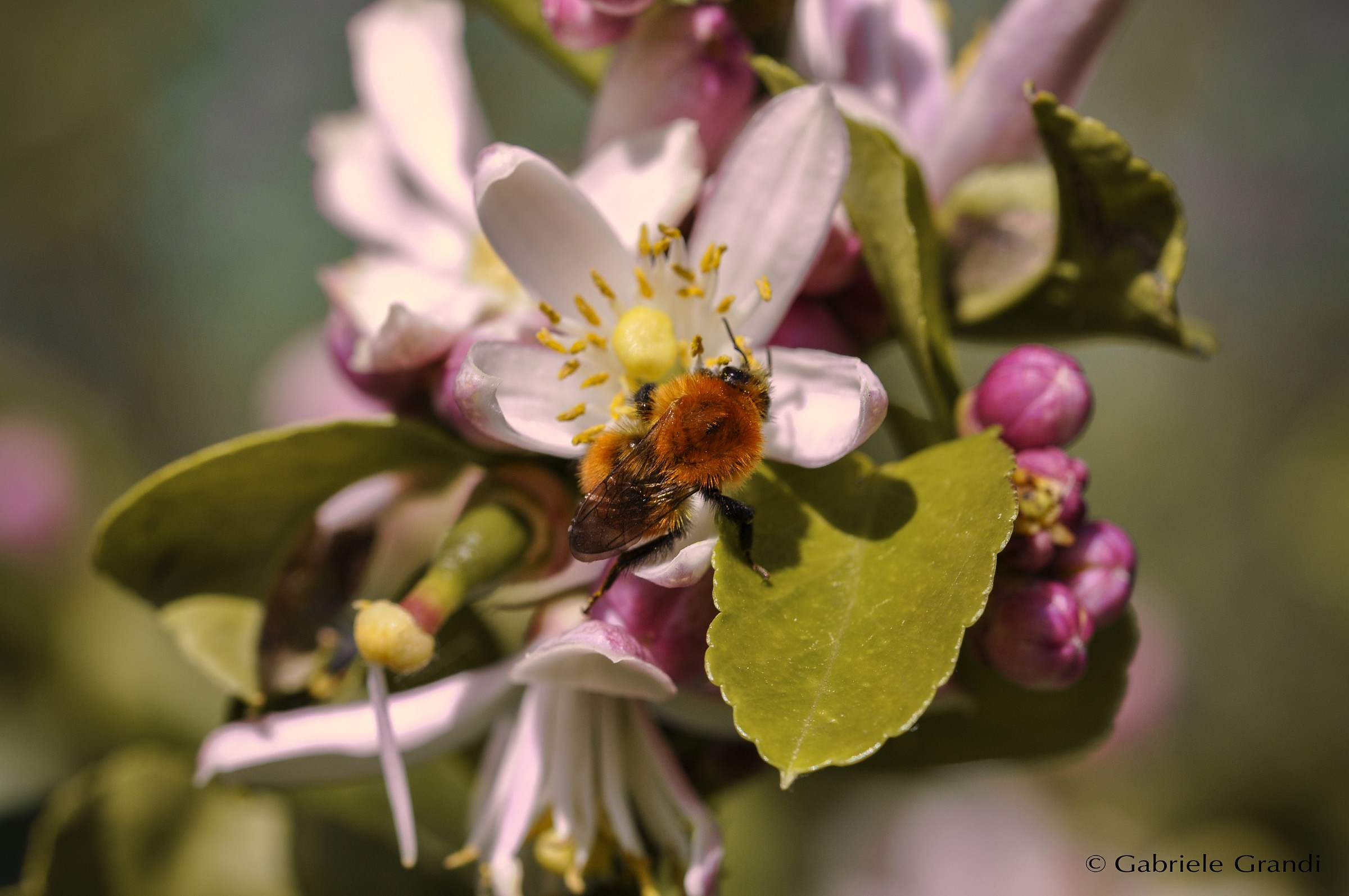 Bumblebee on flower lemon 3