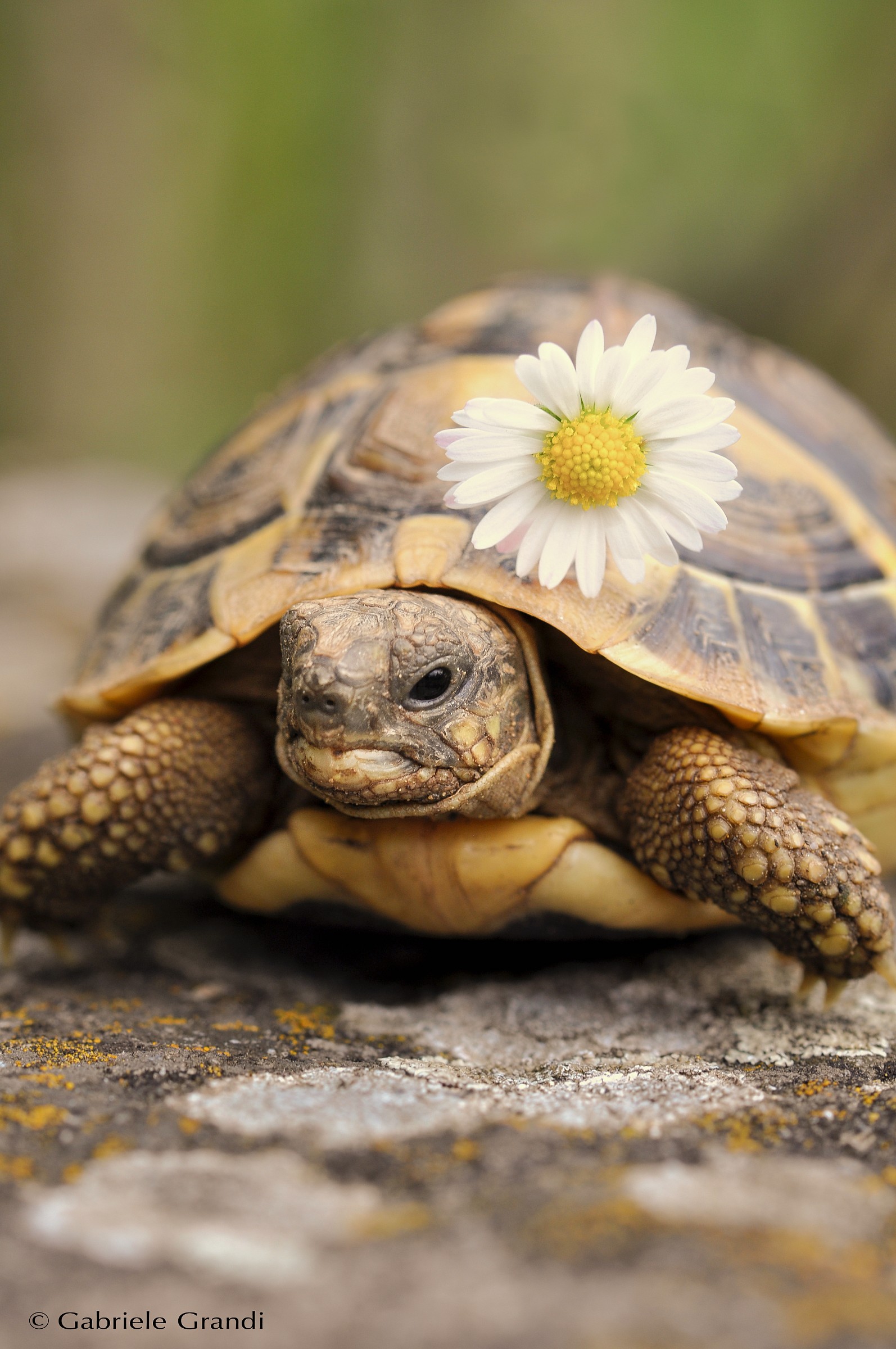 Turtle with daisy