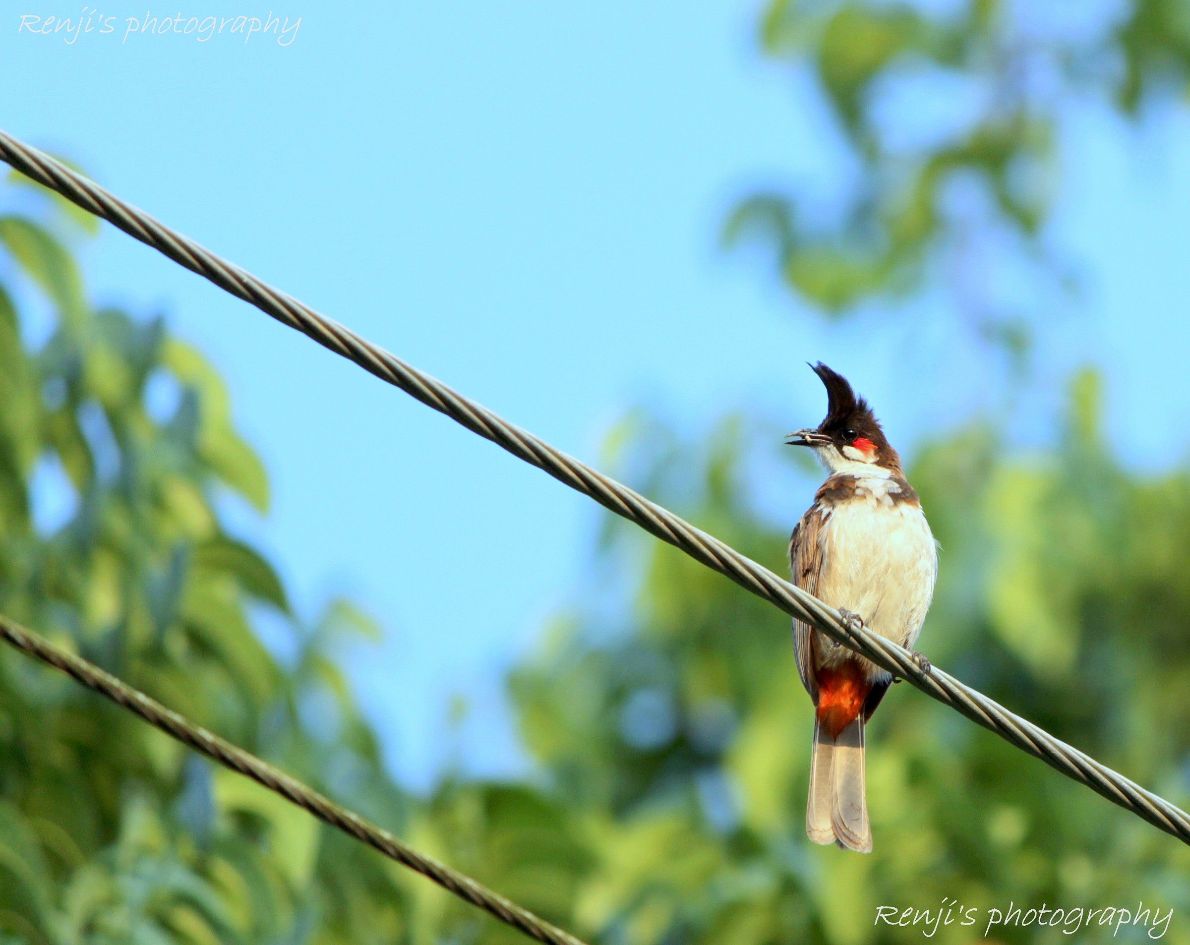 Red Whiskered Bird
