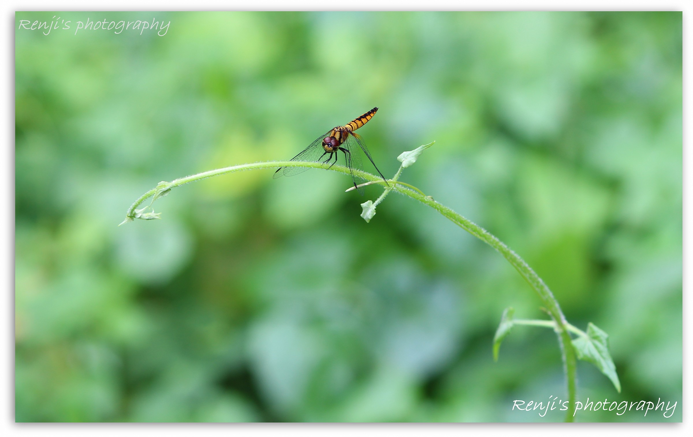 Dragon Fly