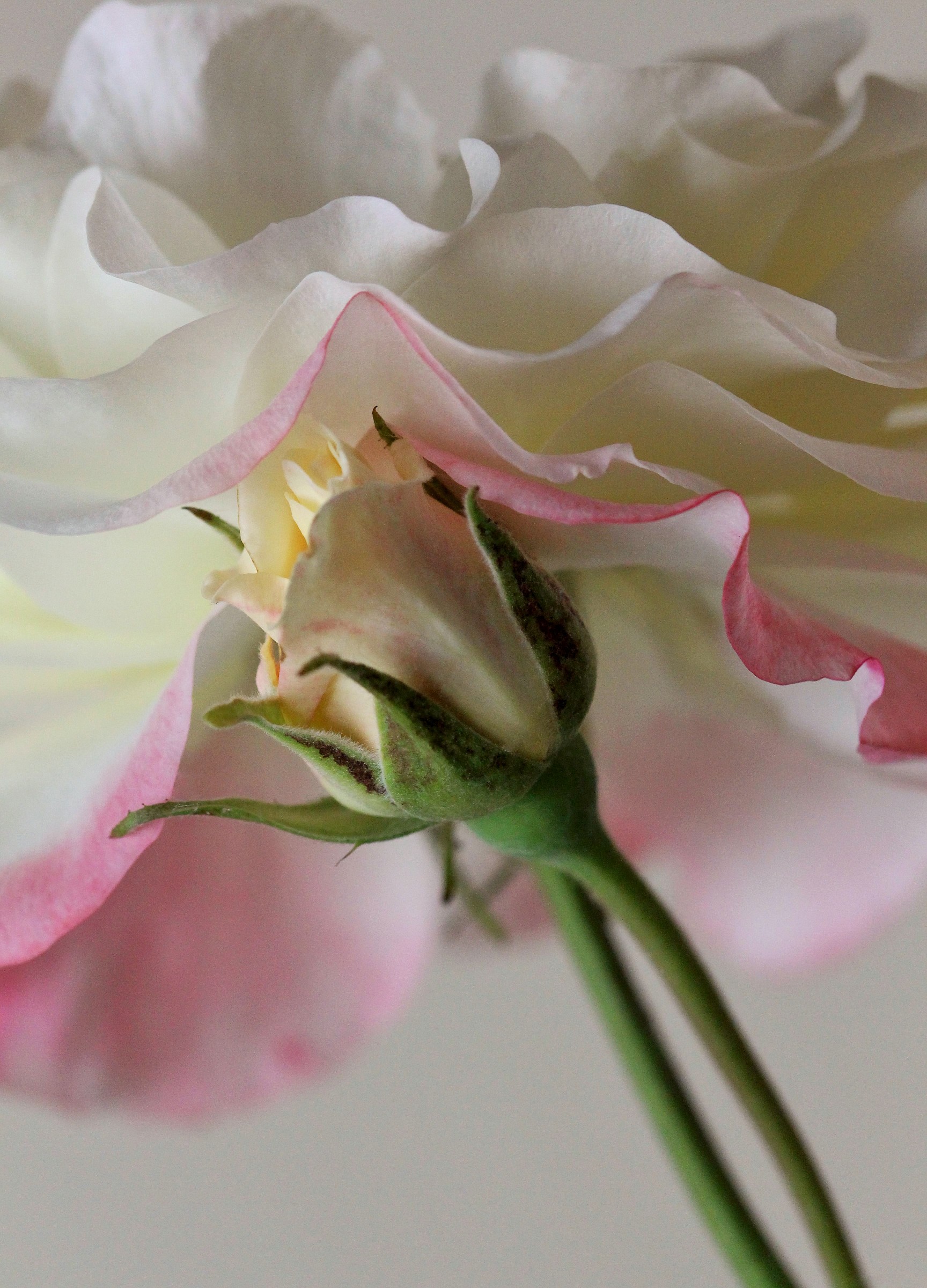 ...ci sono anch'io !