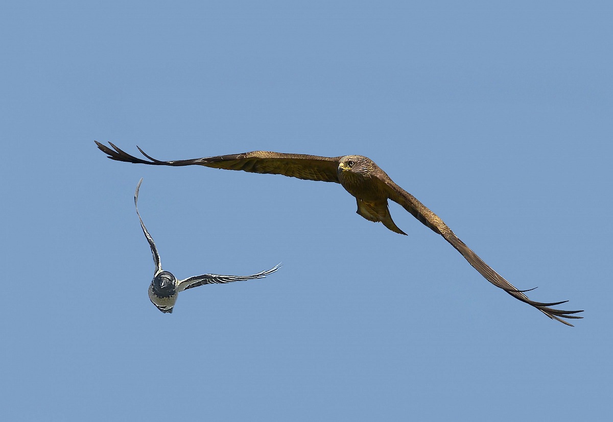 Black Kite VS crow