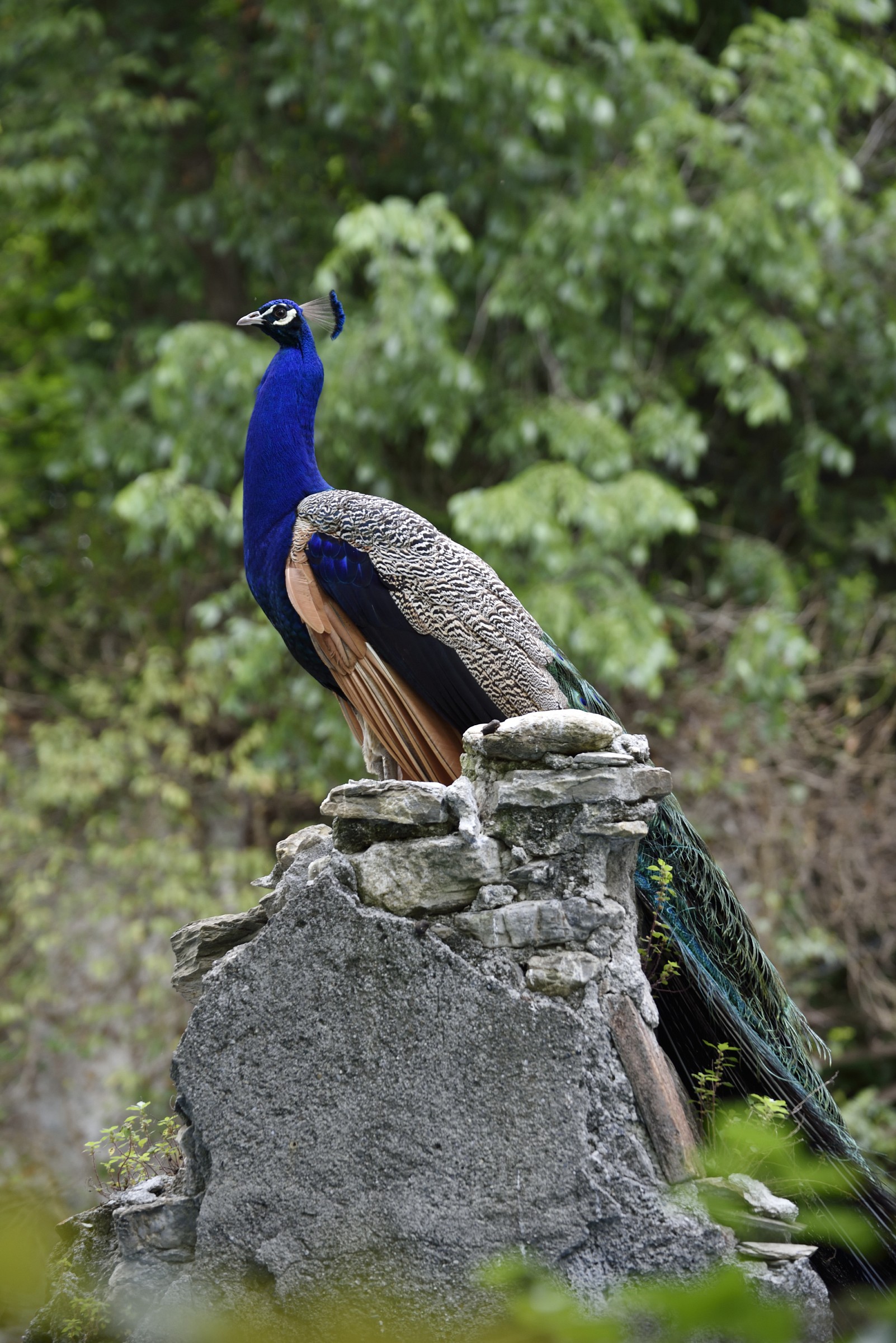 Peacock