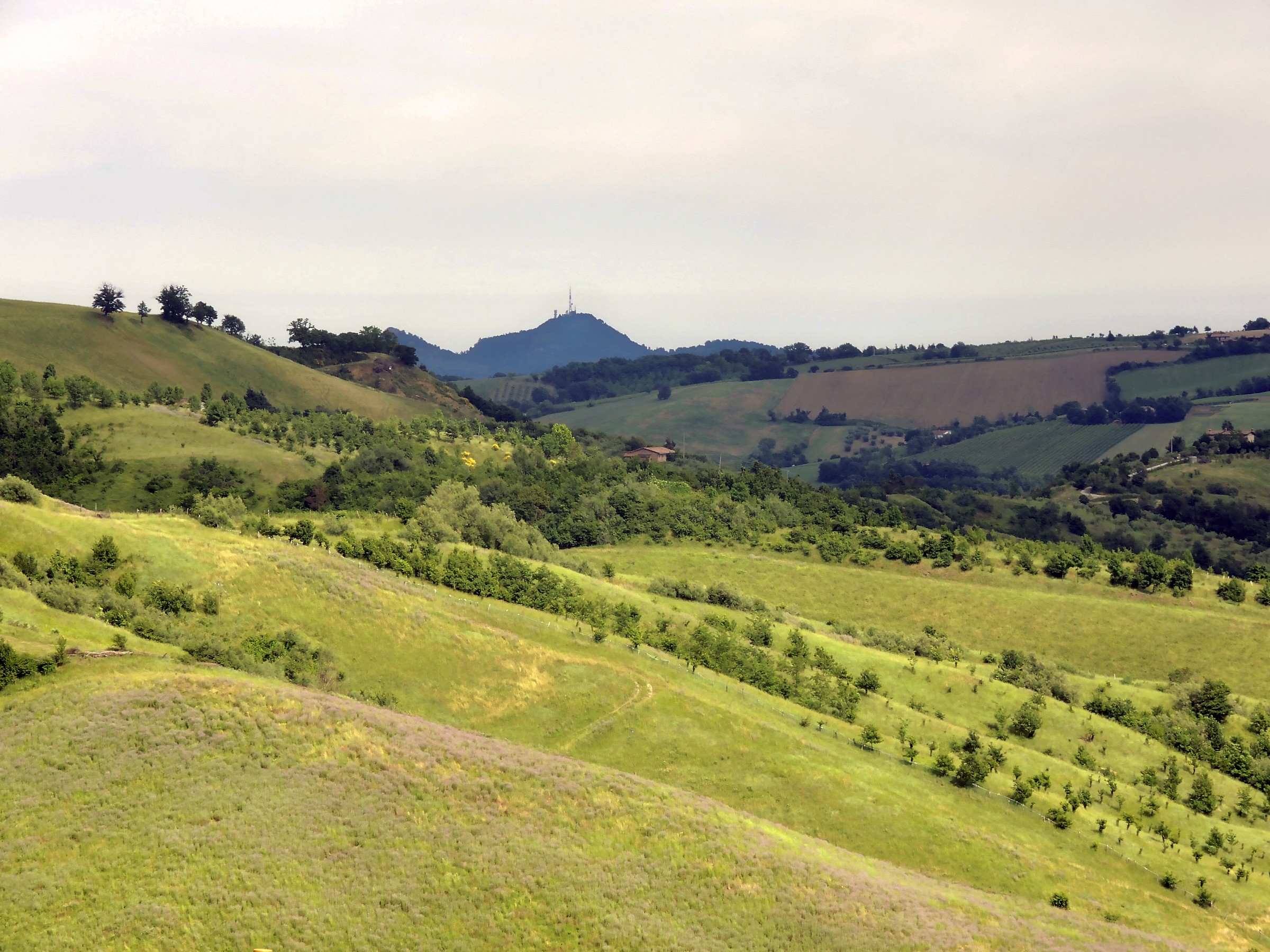 sullo sfondo la collina di bertinoro