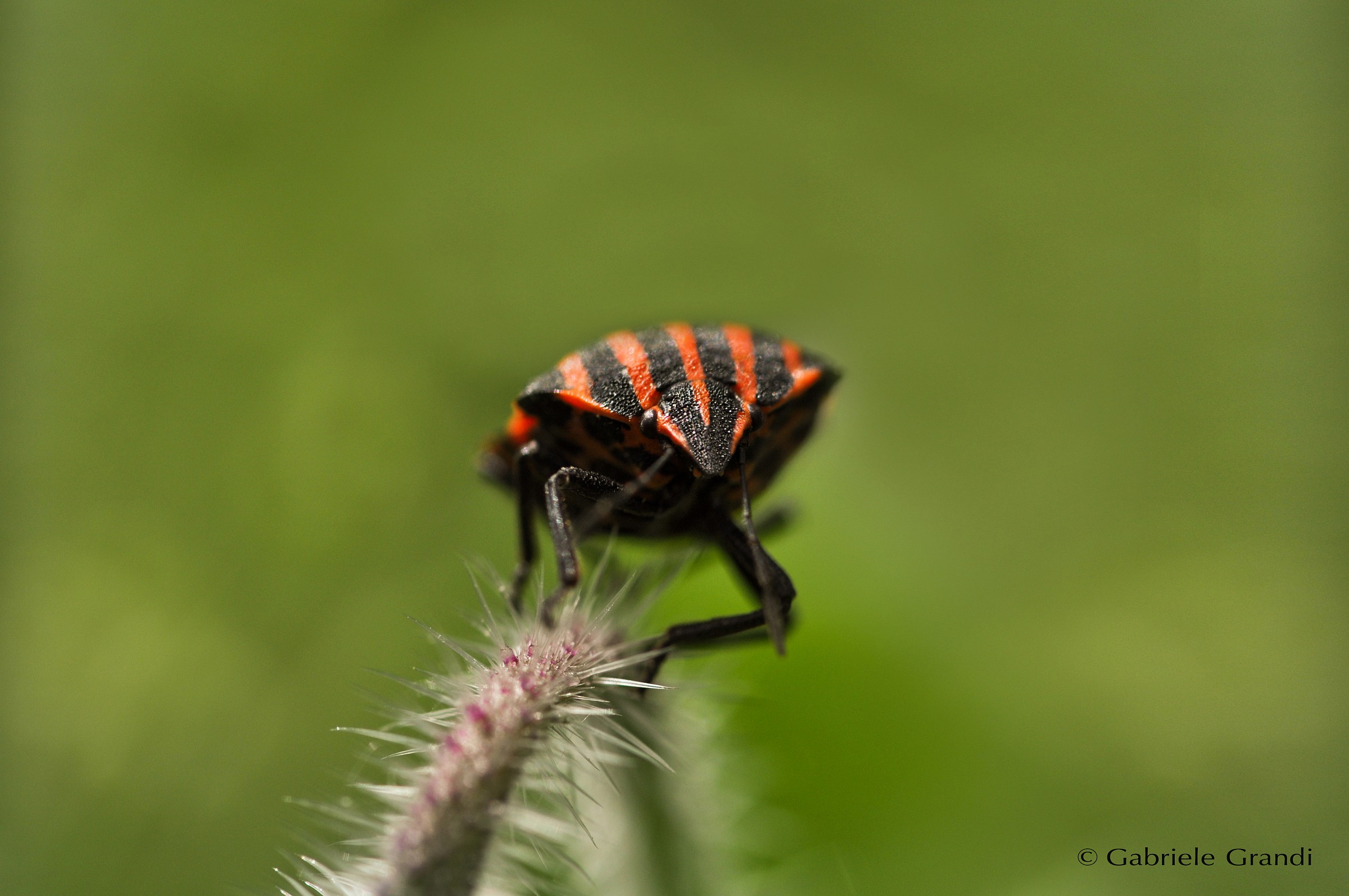 Graphosoma italicum - Bedbug plants