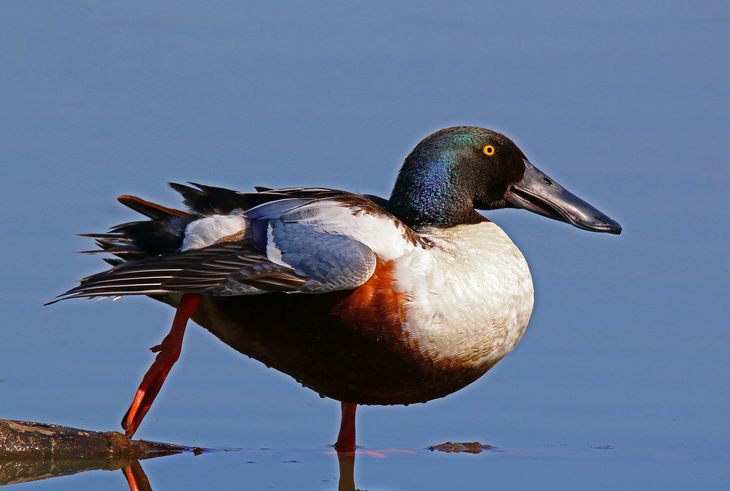 The awakening Shoveler
