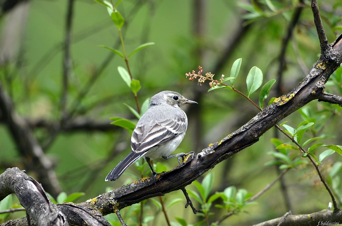 I would say to young white wagtail !!