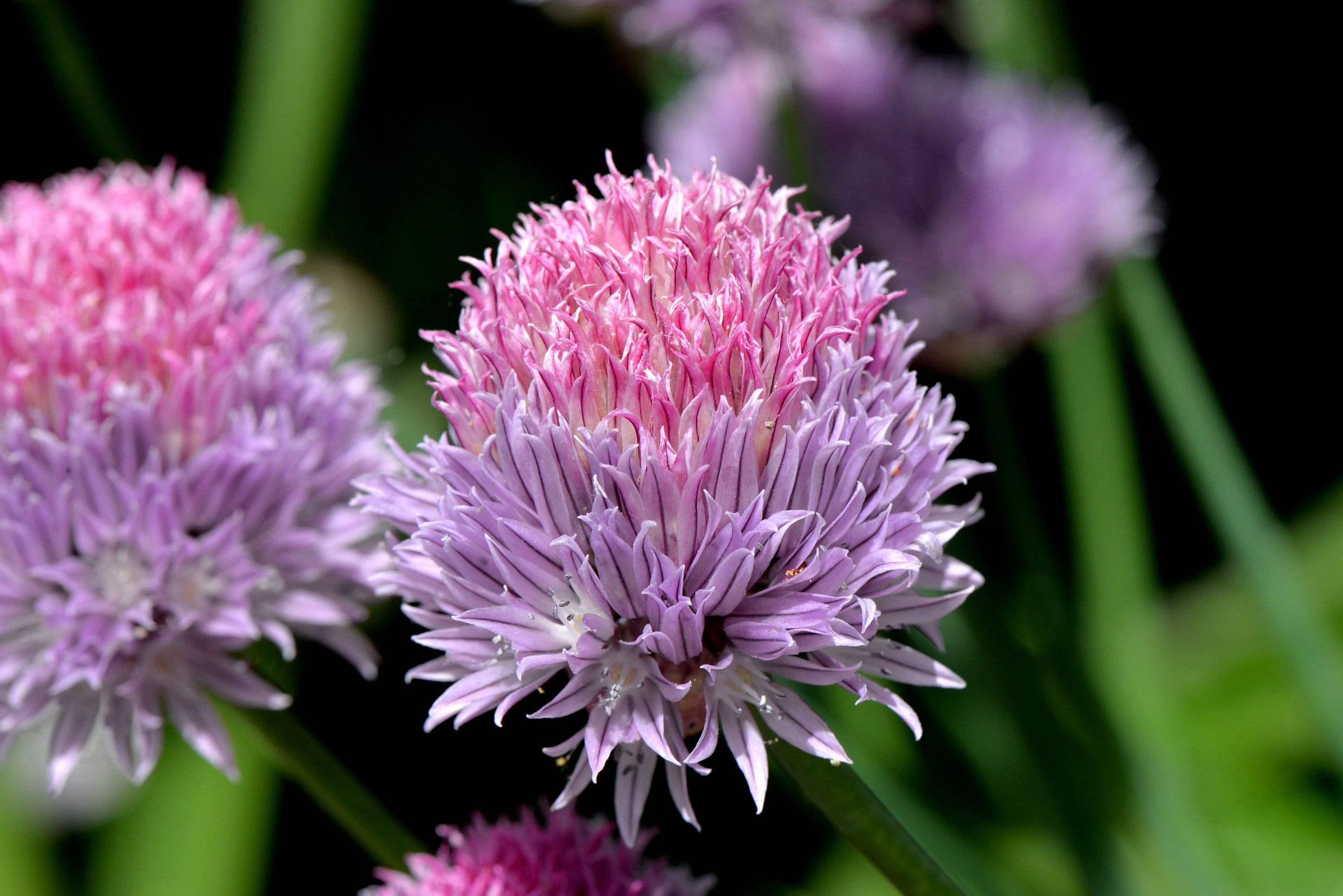 Chives