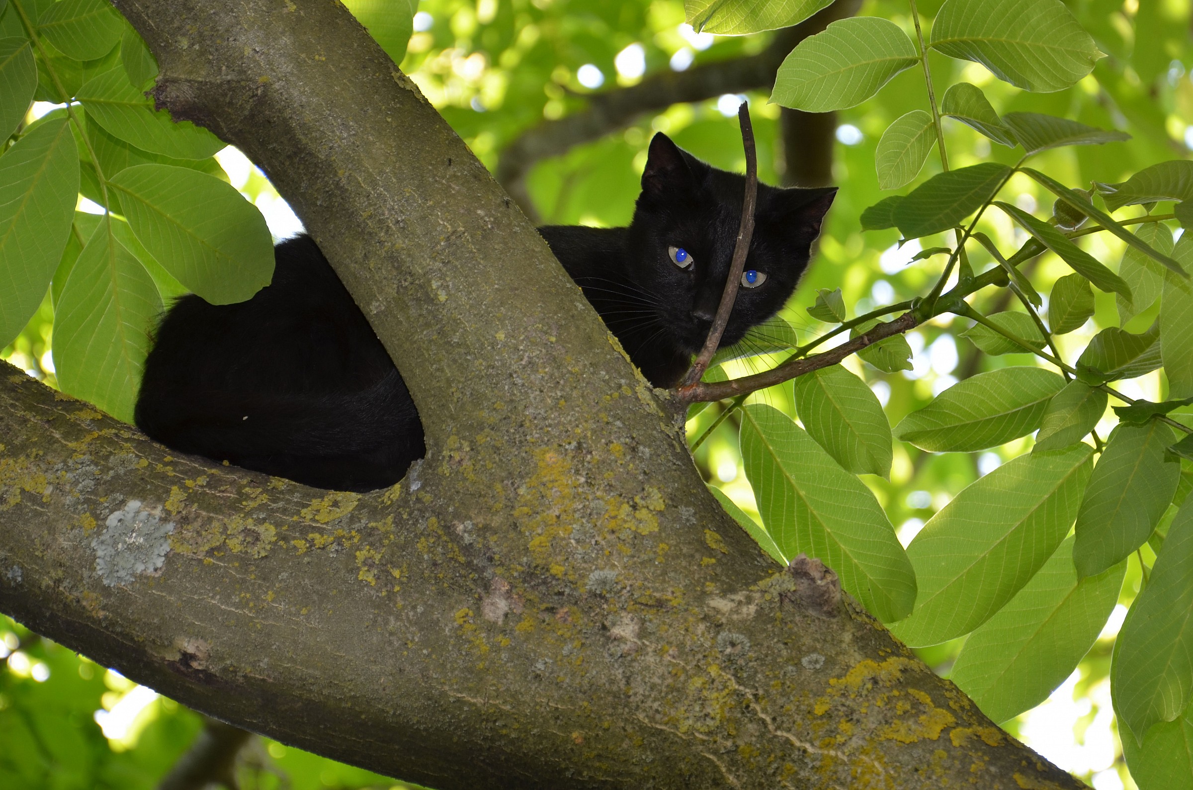 ... That strange bird on the big nut !!!