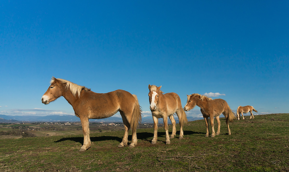 Horses in the Park of Veii