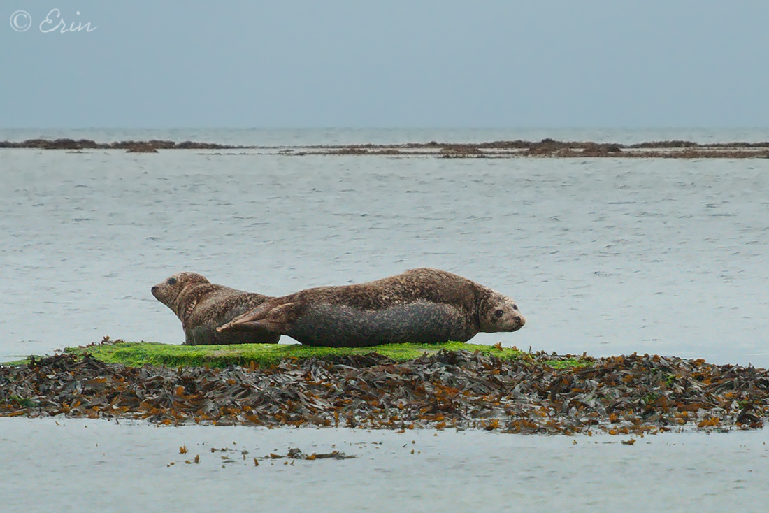 Seals in the bay of Port Chorrúch. Inishmore, Ireland...