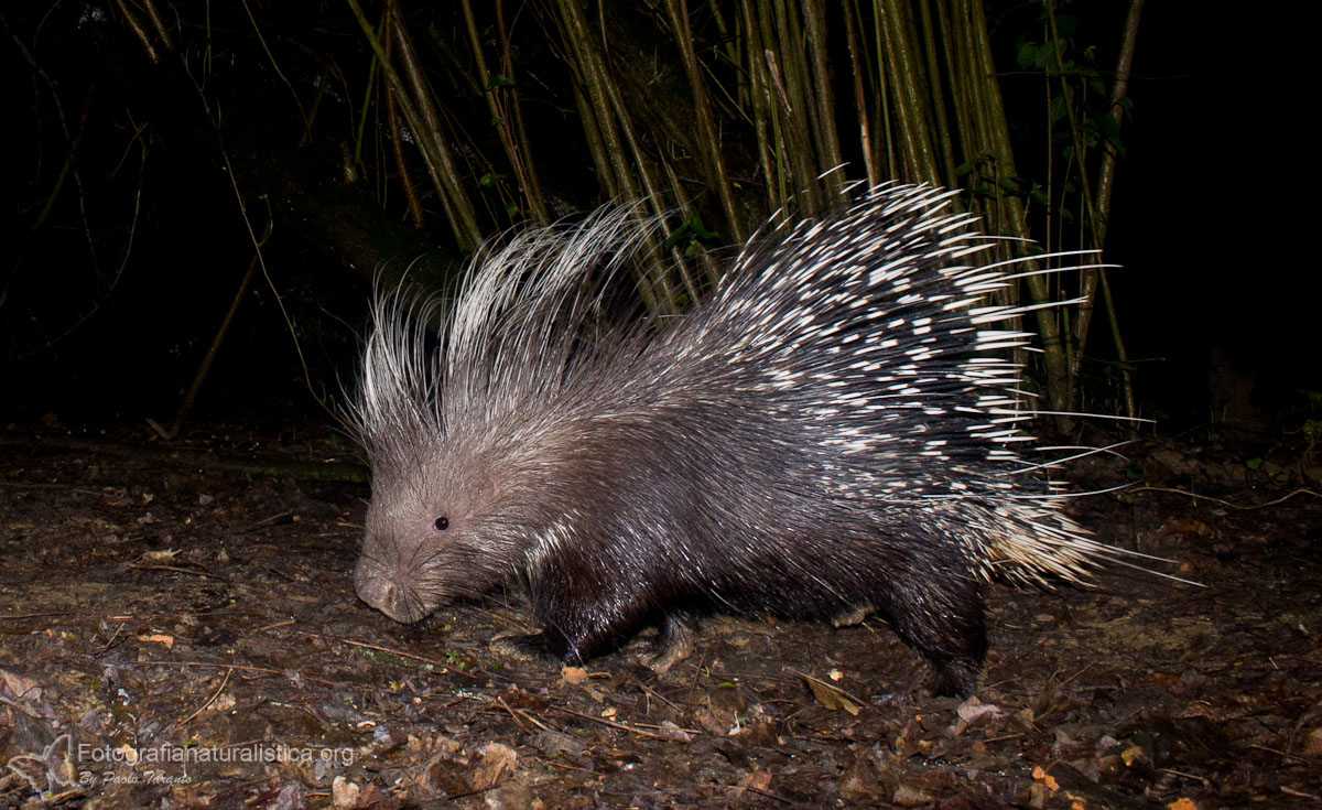 Porcupine (histrix cristata)
