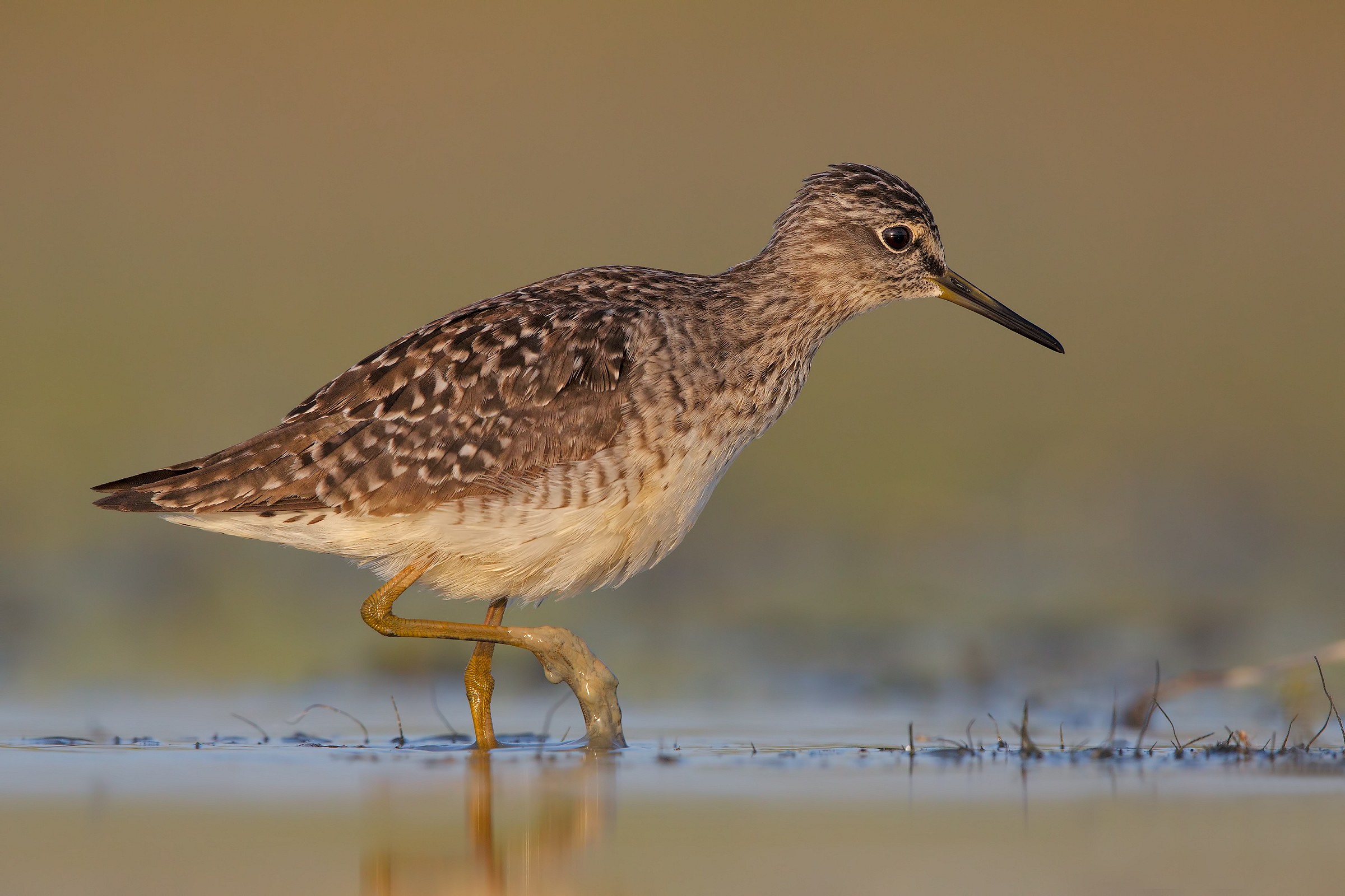 Piro piro boschereccio