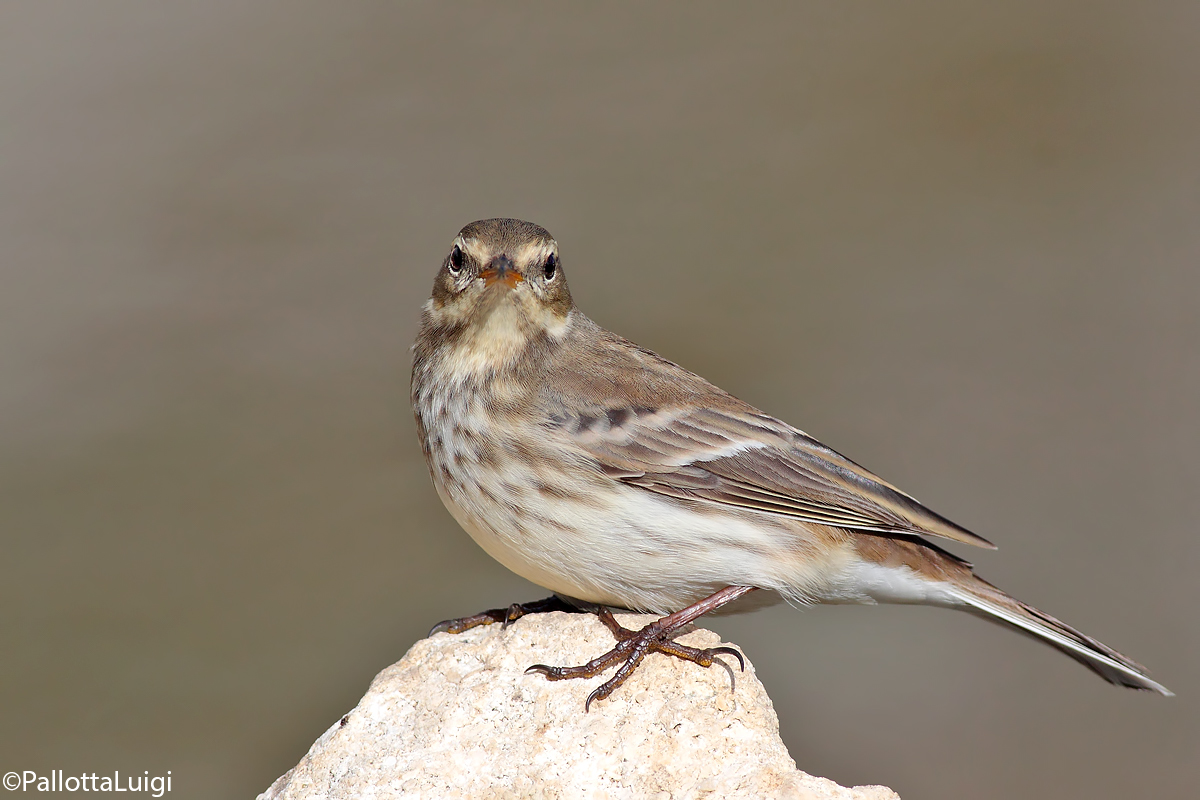 Pipit (Anthus spinoletta)