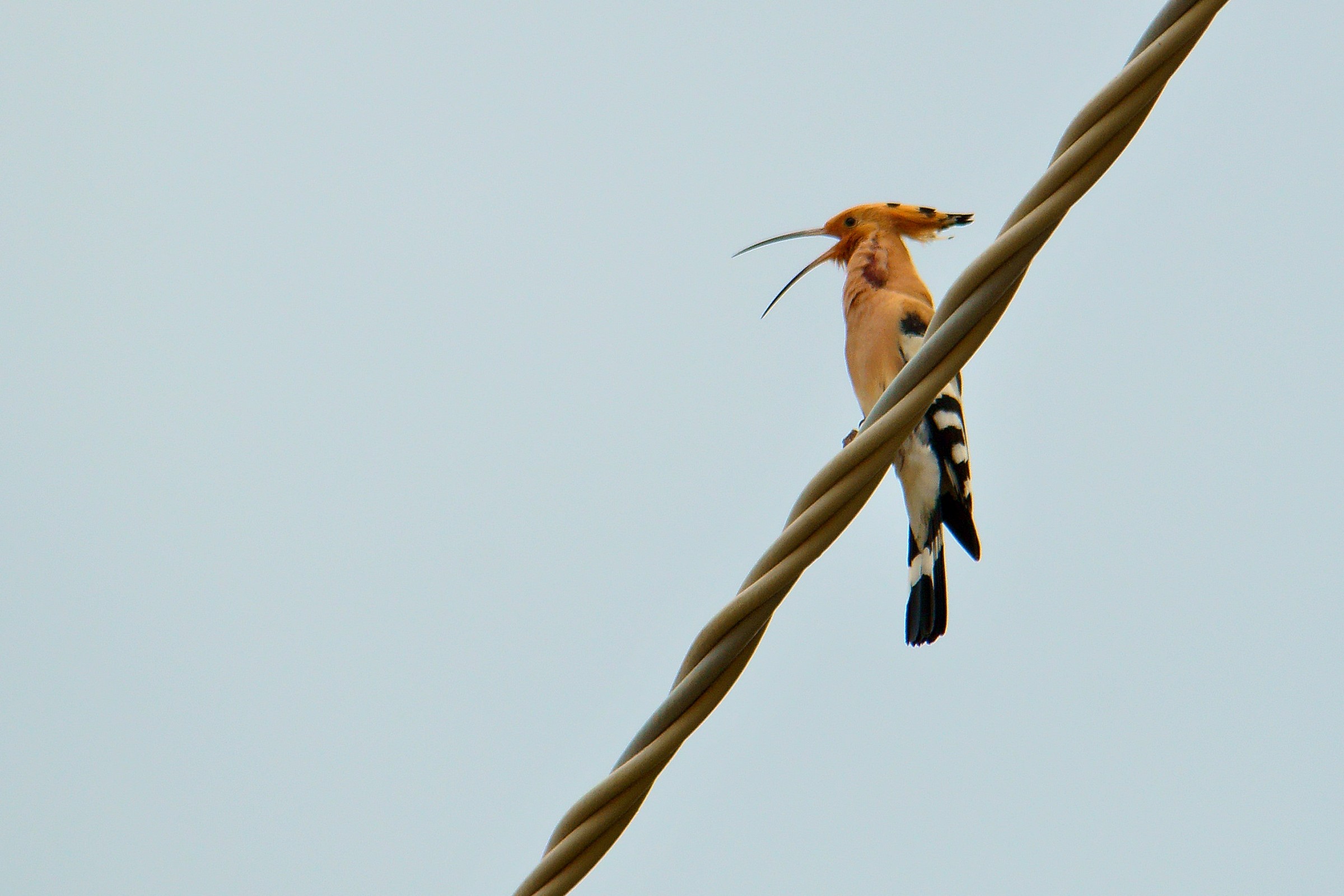 My first hoopoe