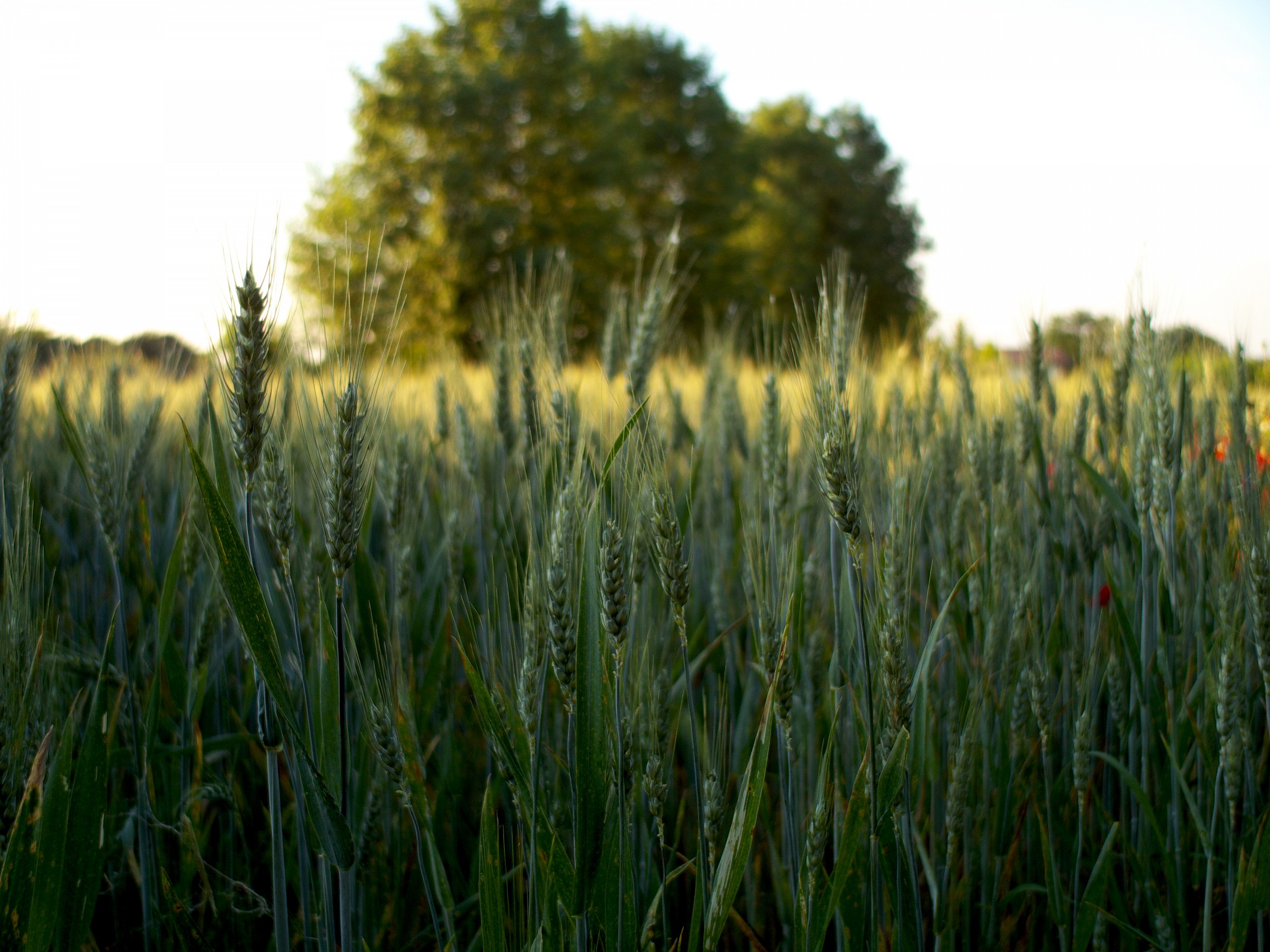 wheat field