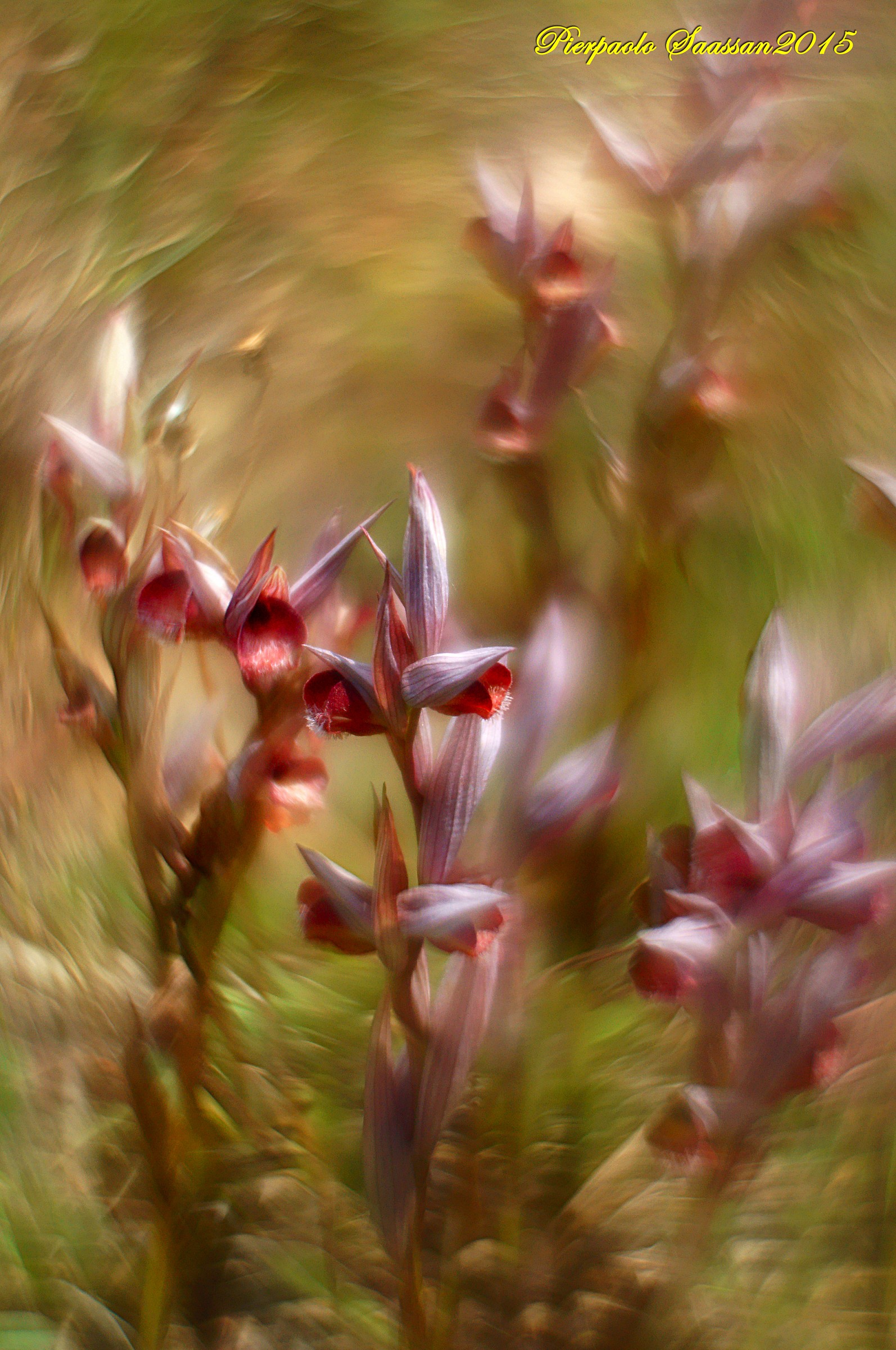 Serapias vomeracea. Experiments with Helios 44-m-6.