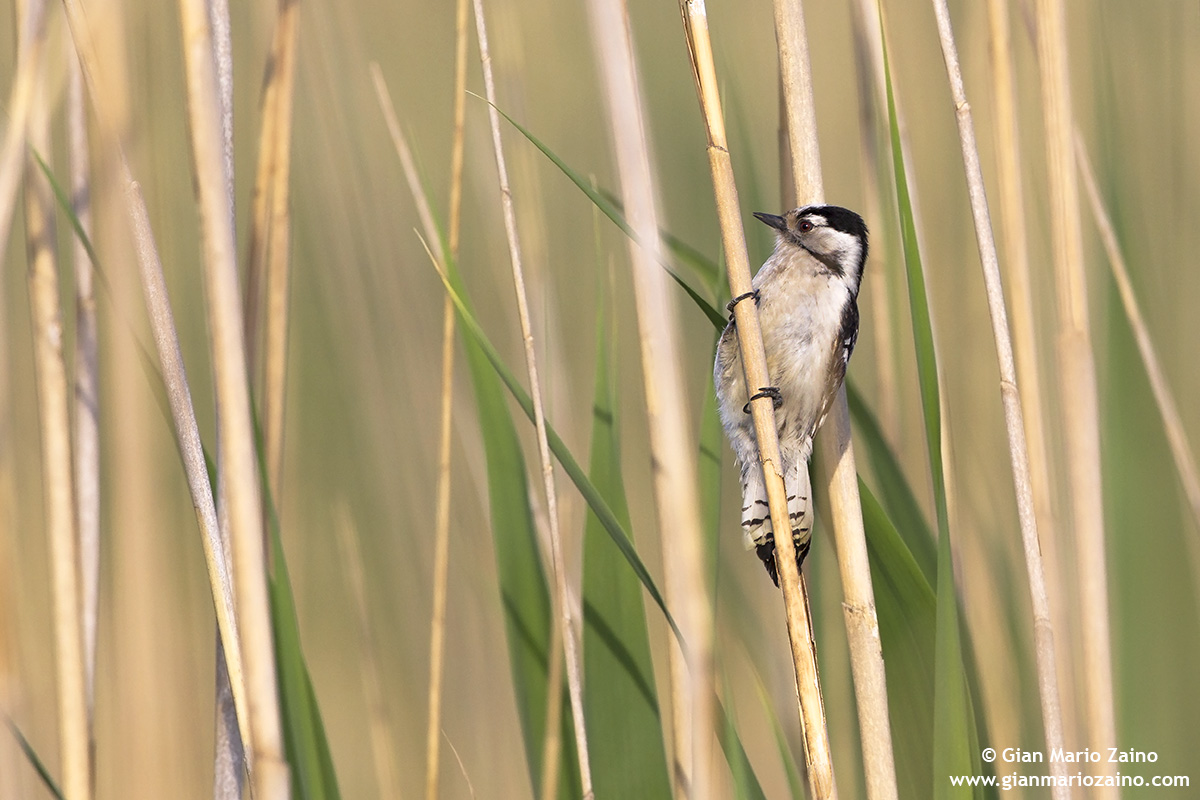 Dendrocopos minor / Picchio rosso minore