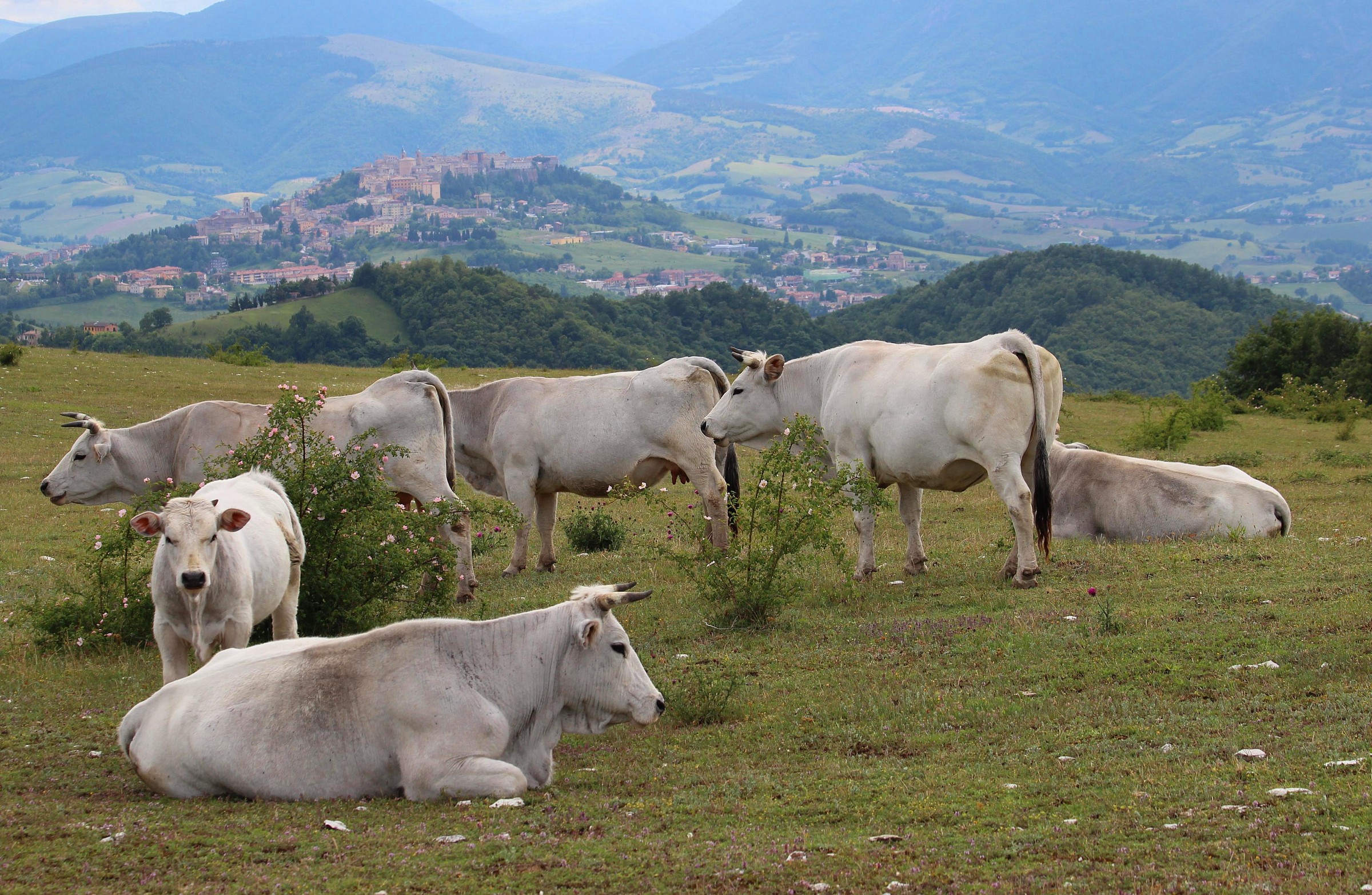Marche cows ... among the roses ..