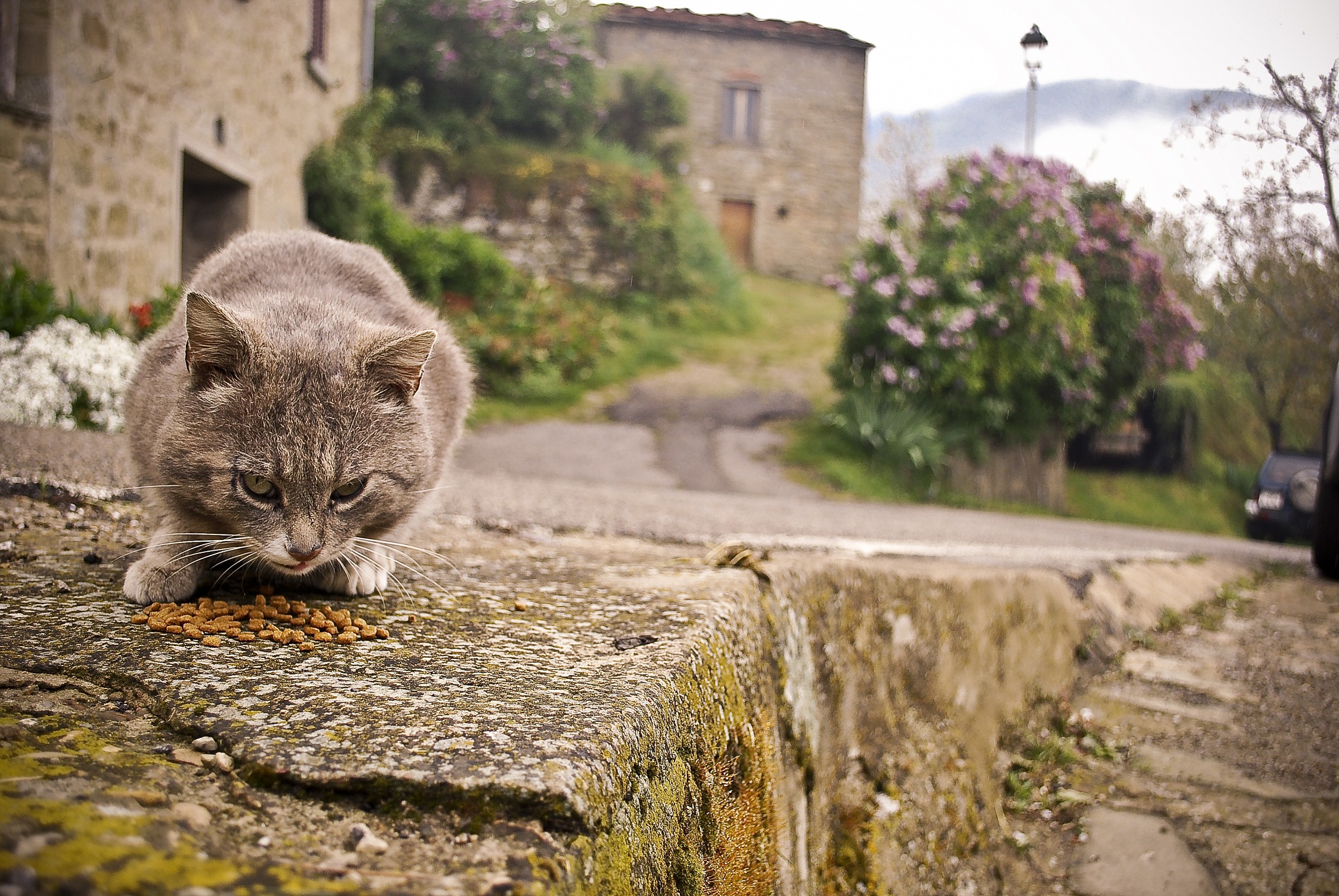 Un pranzo nella nebbia