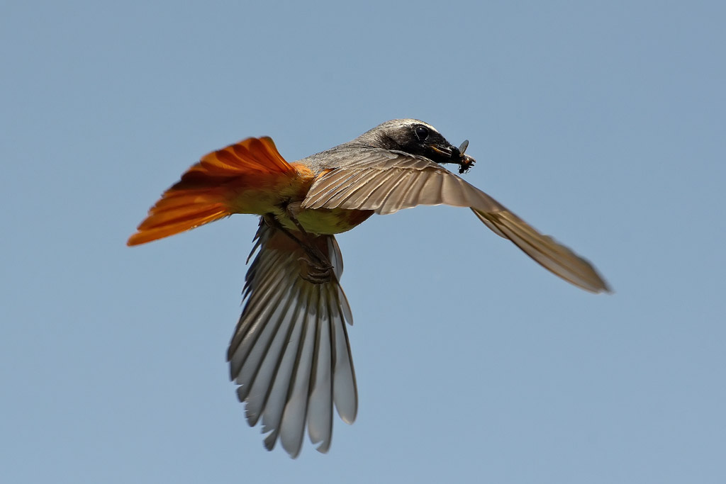 Codirosso maschio con imbeccata