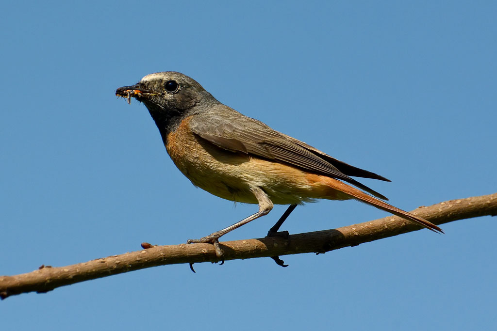 Codirosso femmina con imbeccata