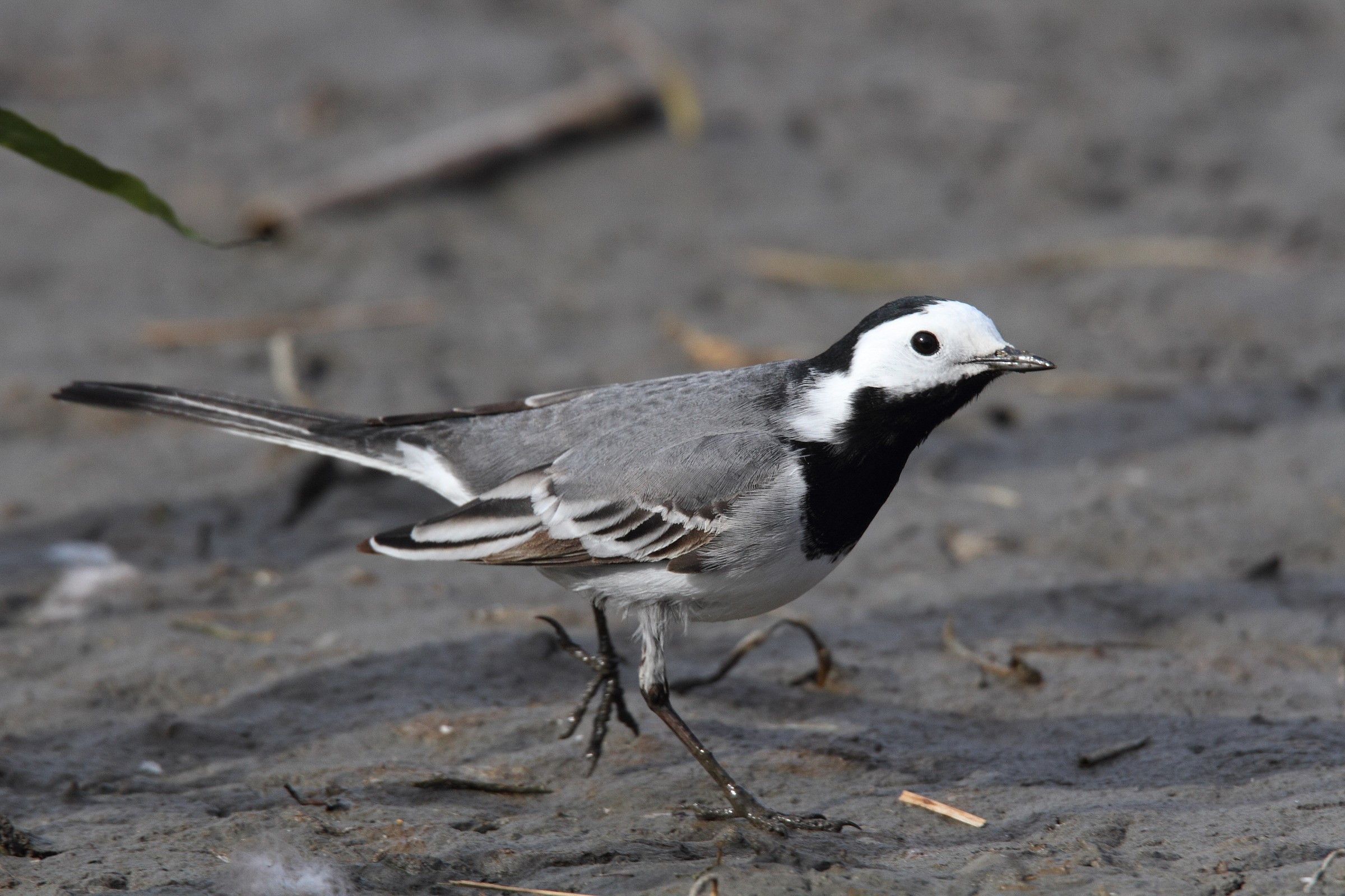 White Wagtail