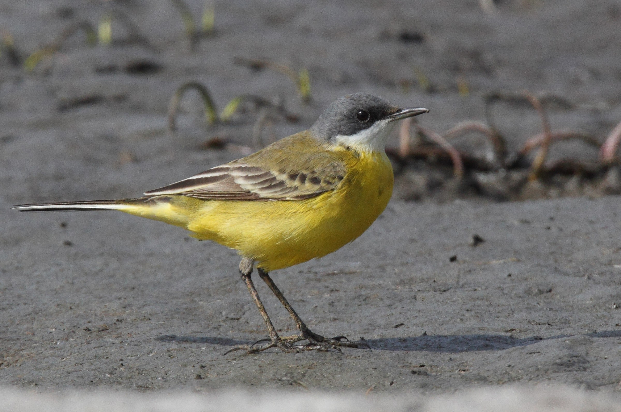 wagtail ssp. cinerocapilla