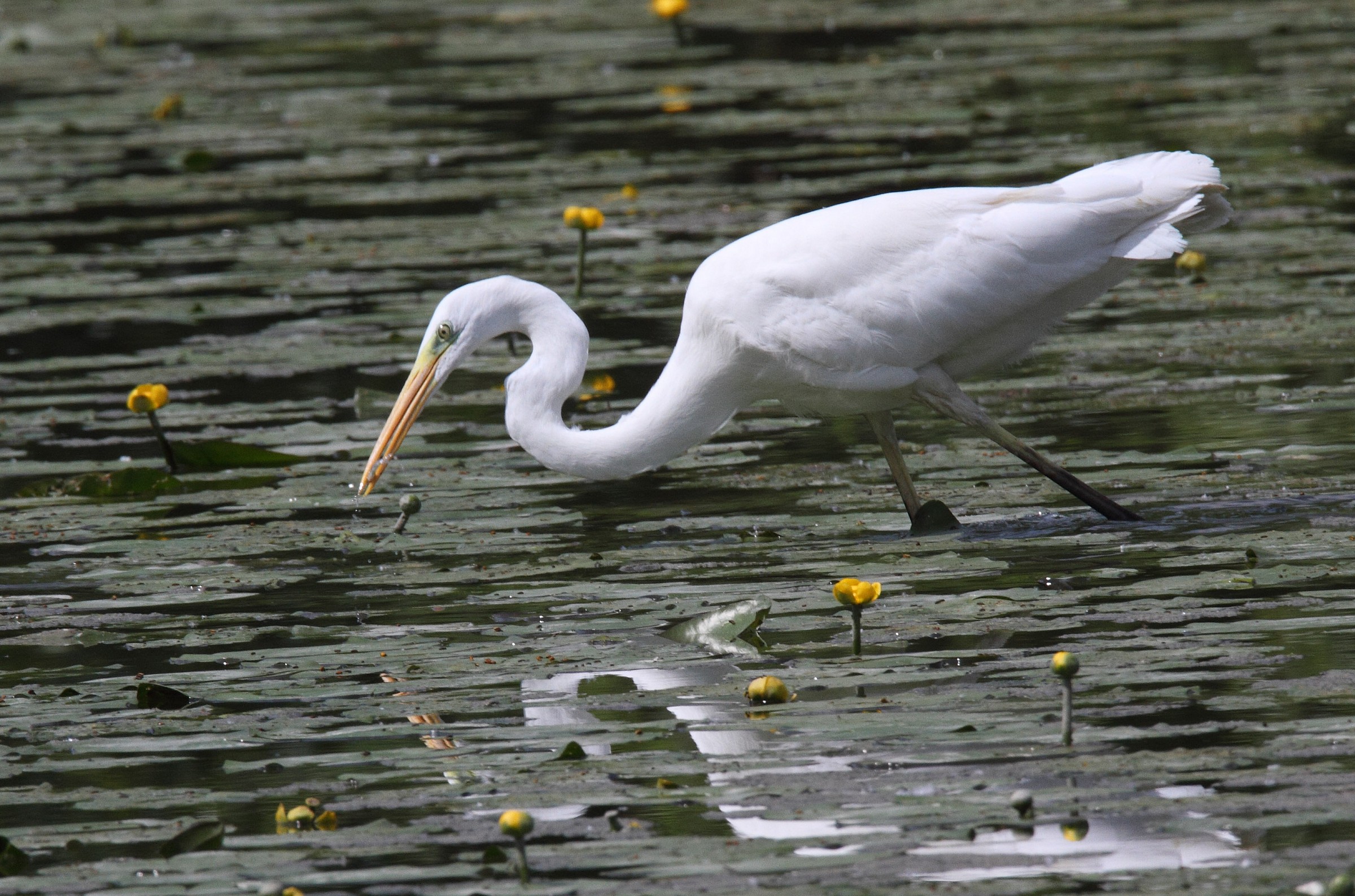 great white heron