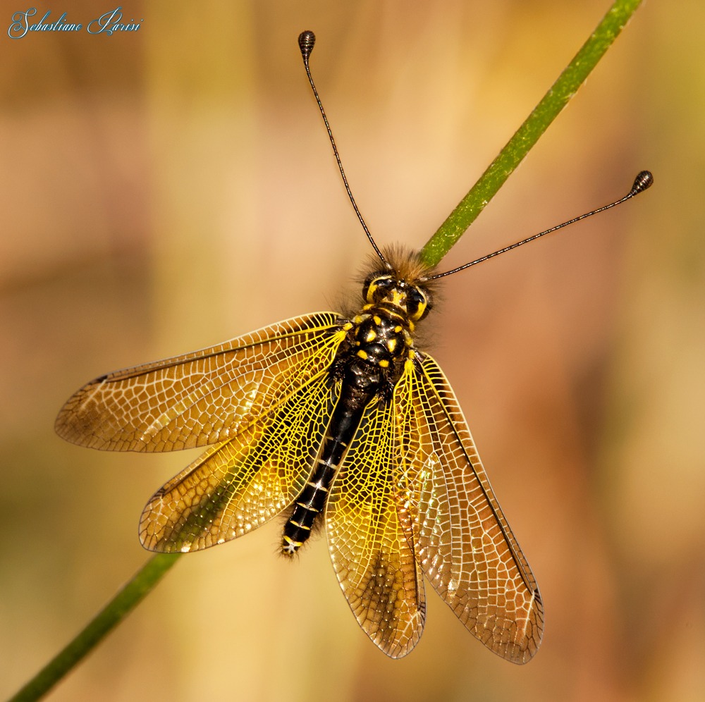 libelloides ictericus
