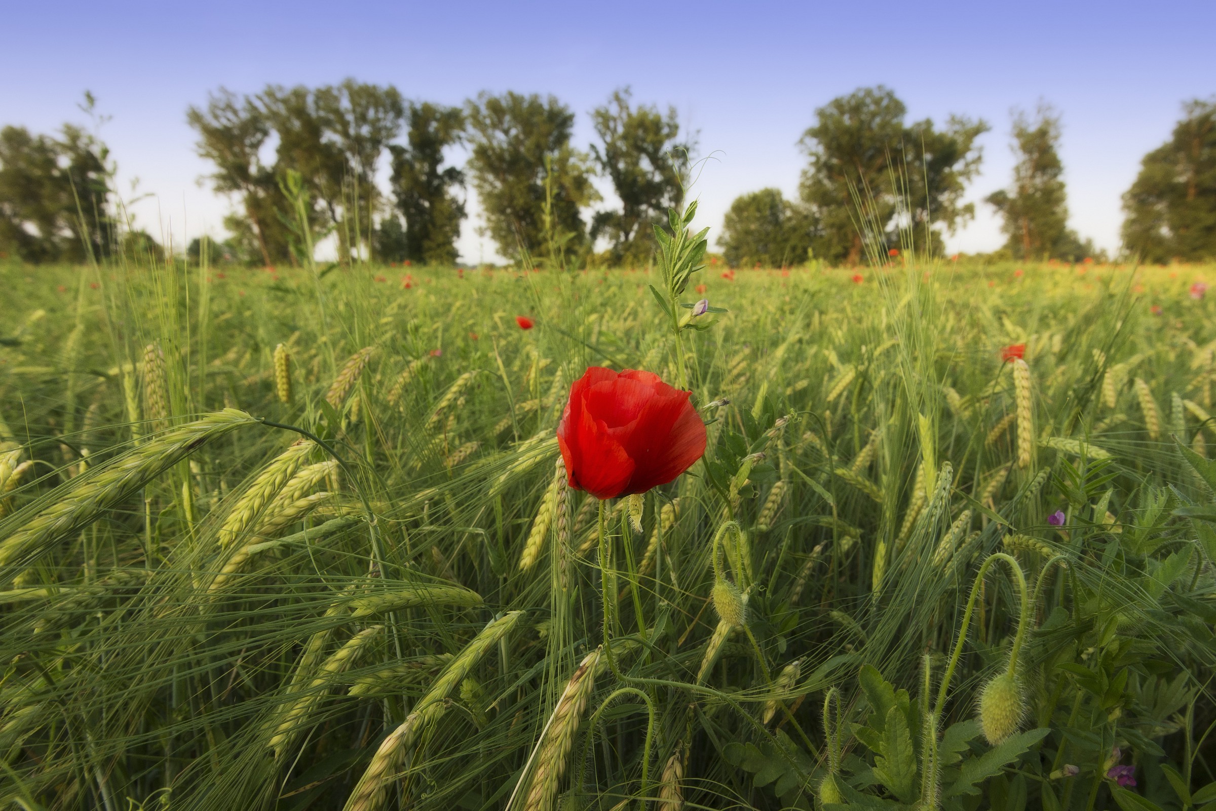Poppies behind house