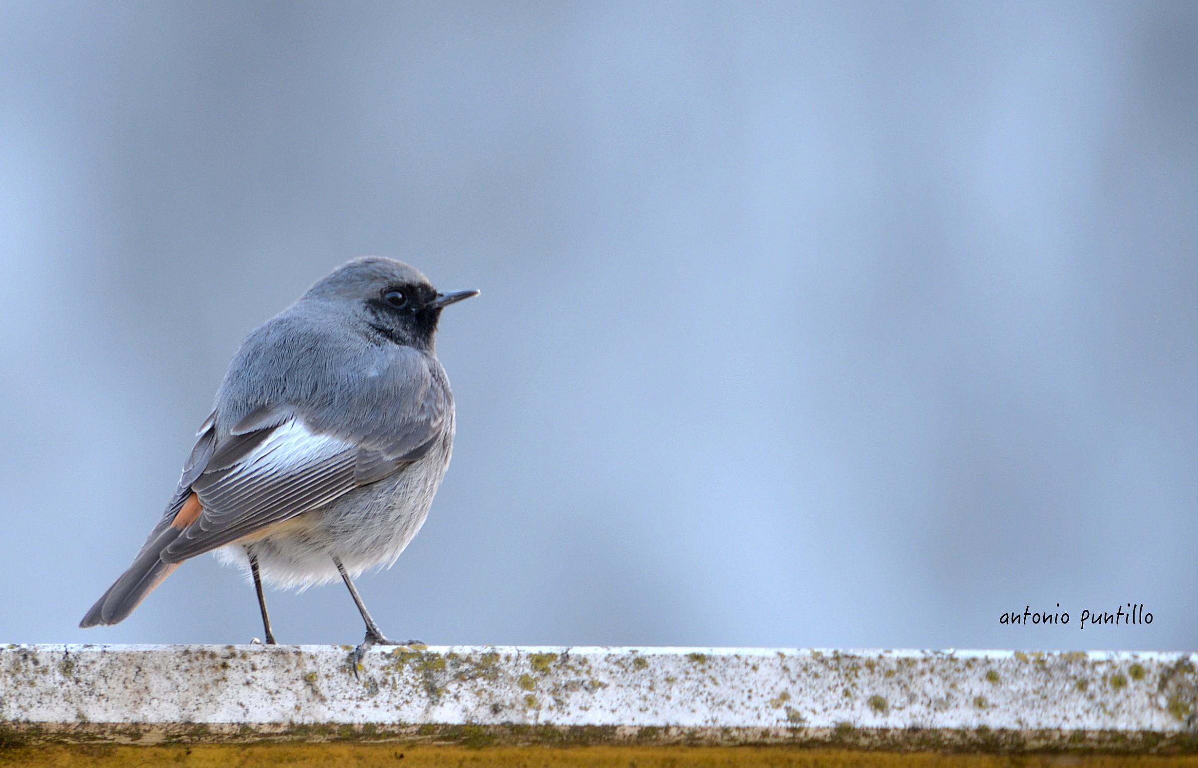 codirosso spazzacamino M