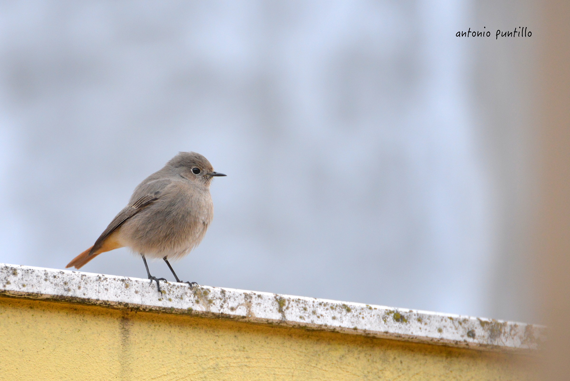 codirosso spazzacamino F