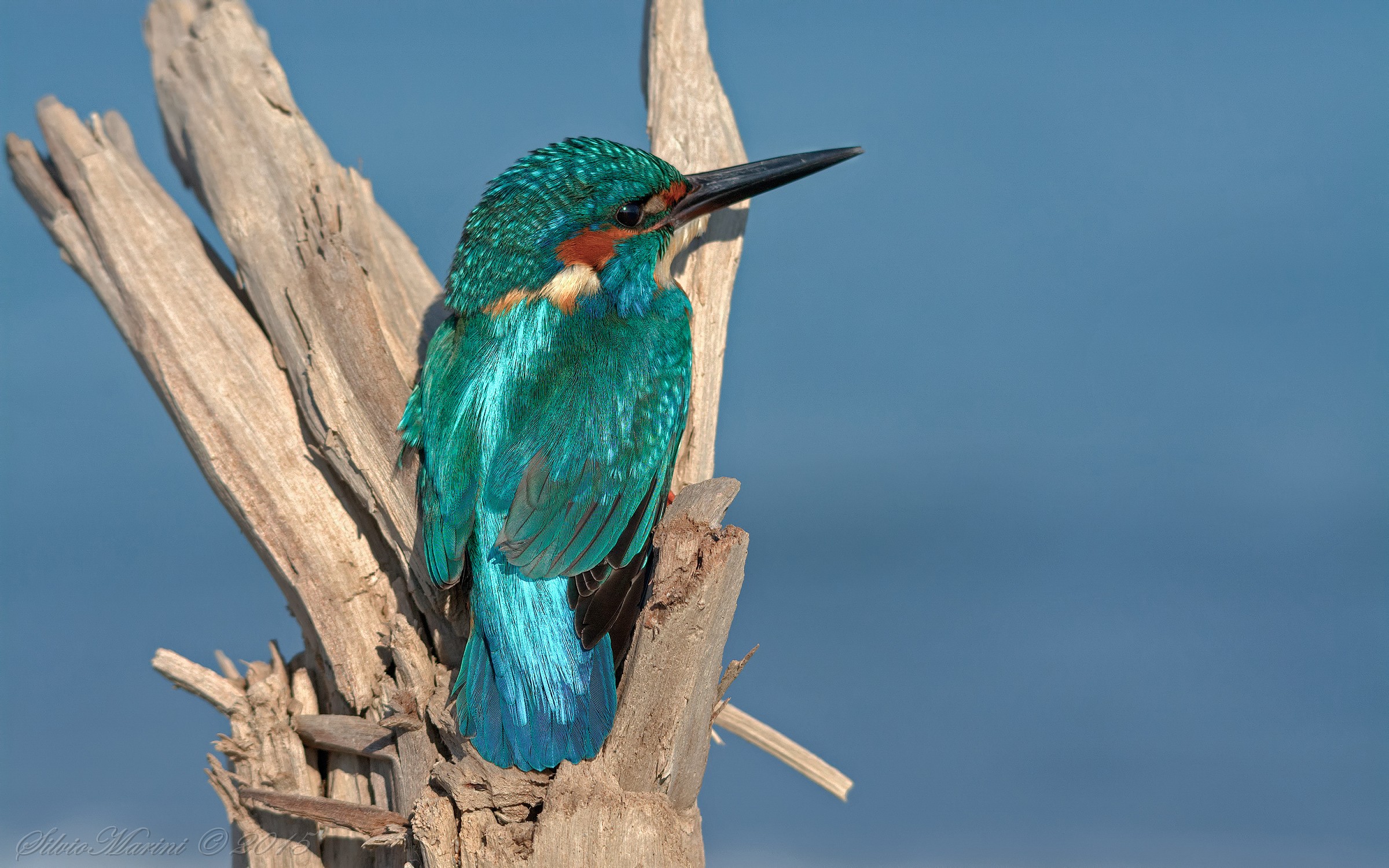 Martin pescatore ( Alcedo atthis)