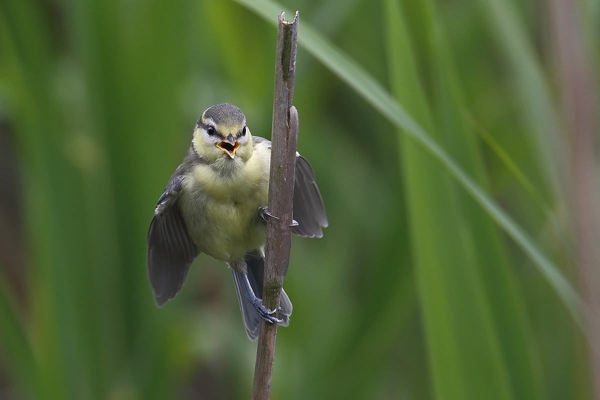 pullo di cinciarella