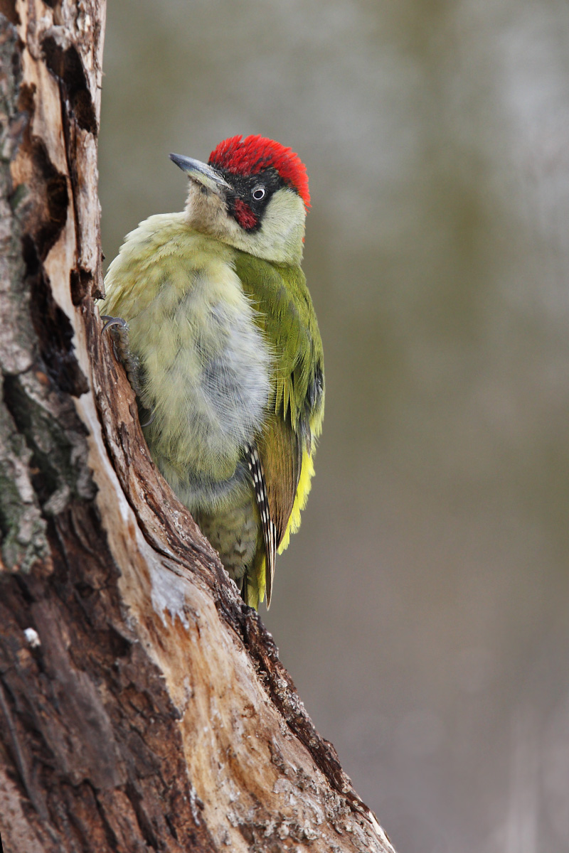 Green Woodpecker
