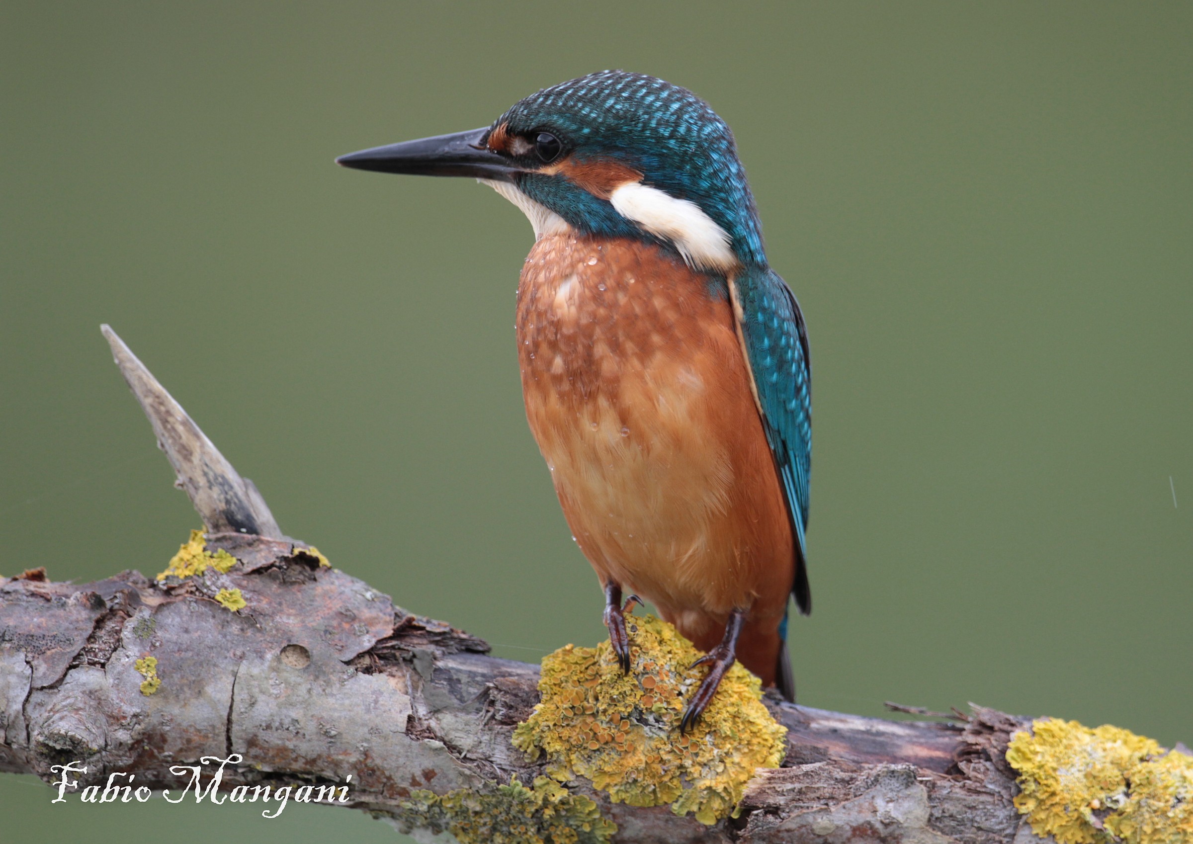 Kingfisher