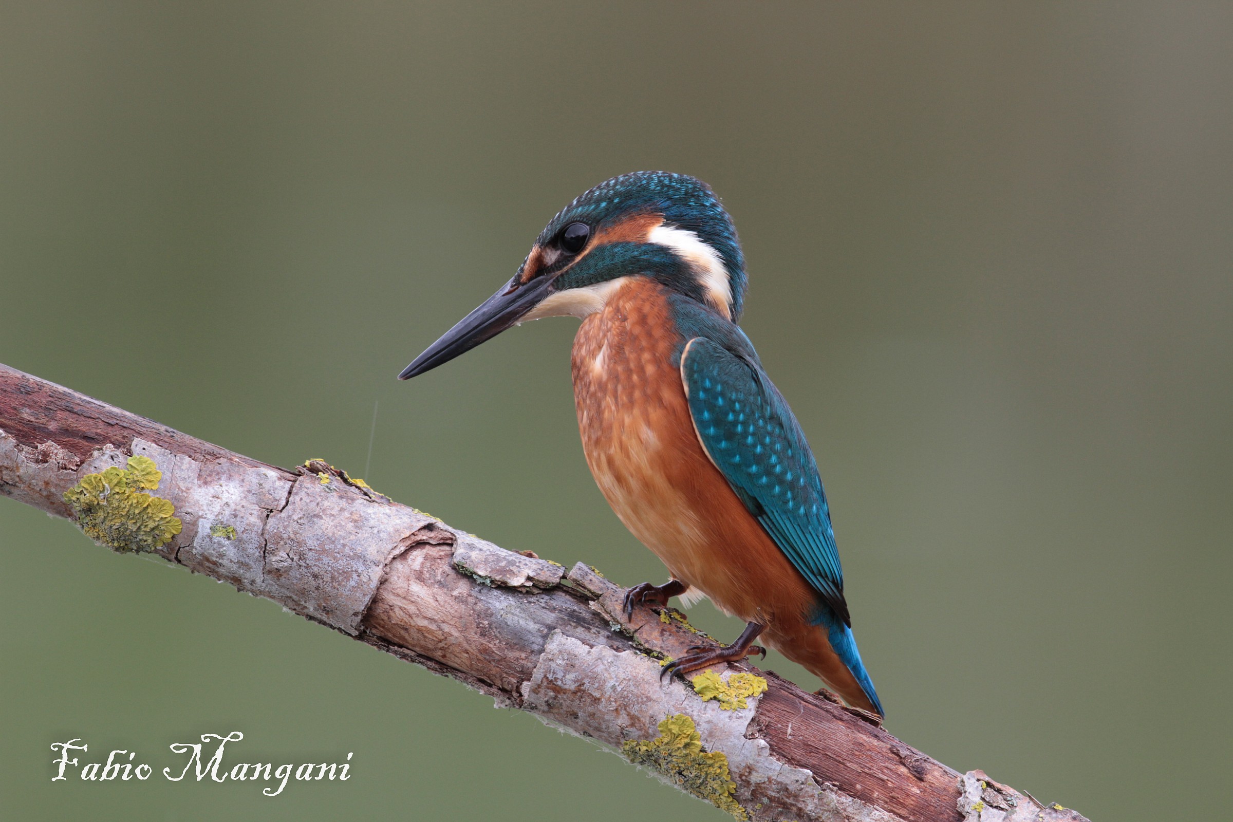 Kingfisher