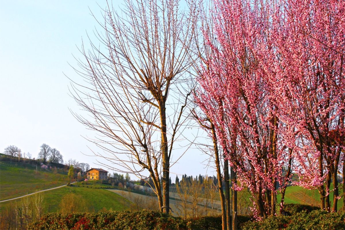 castle (bo) view from the park