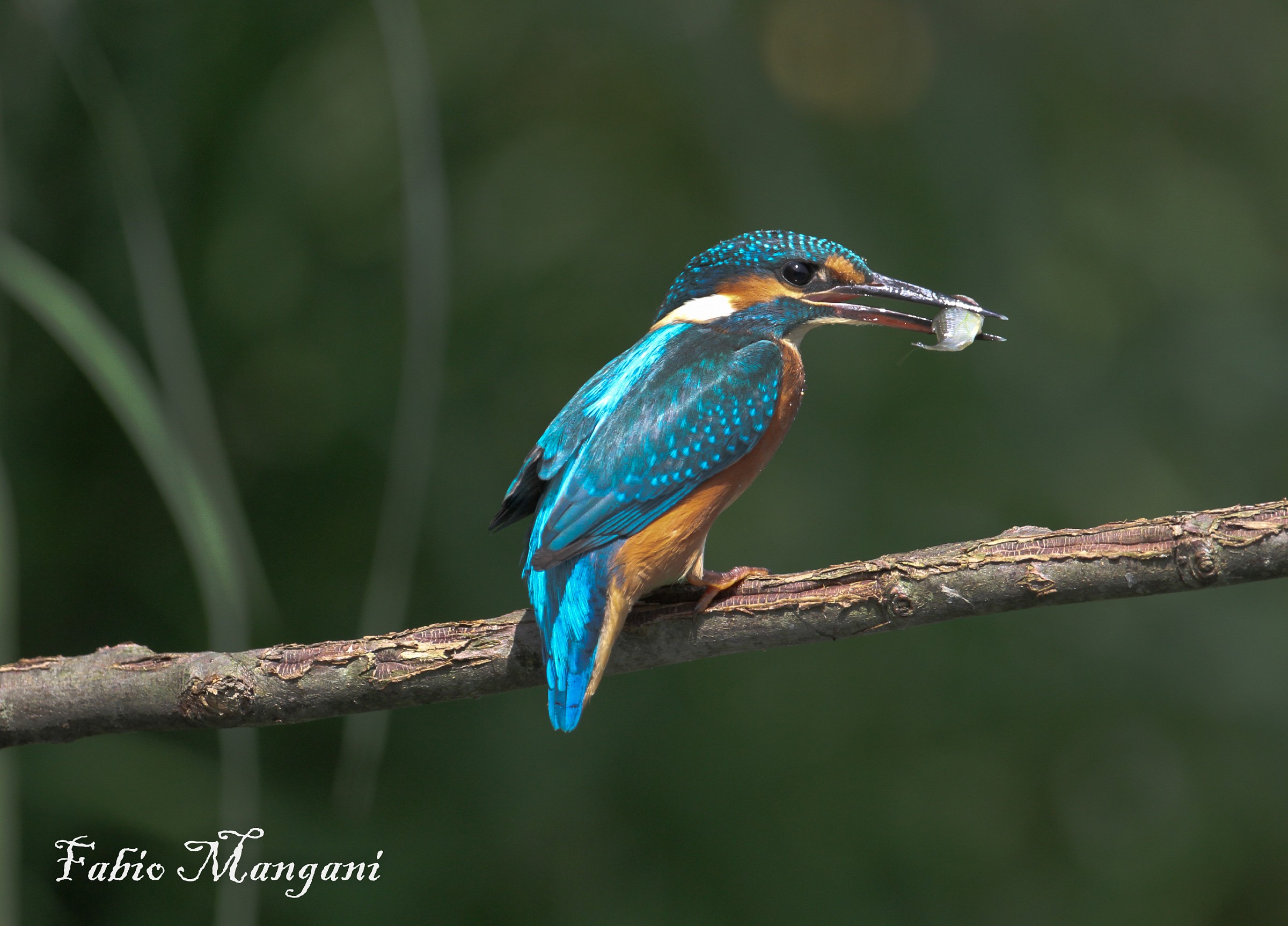 Martin Pescatore con preda