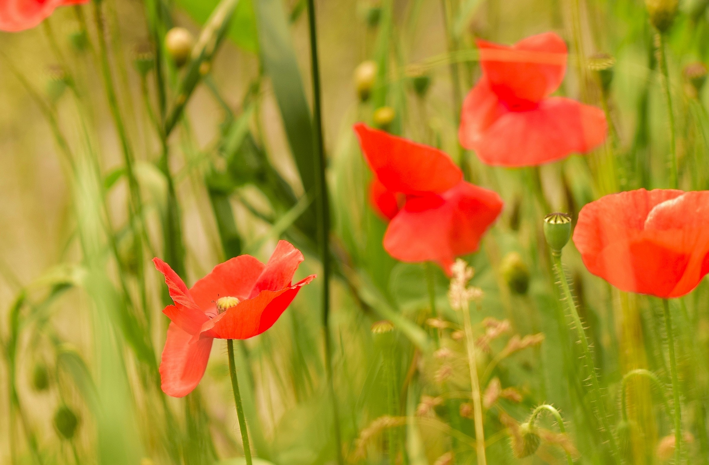 Poppies