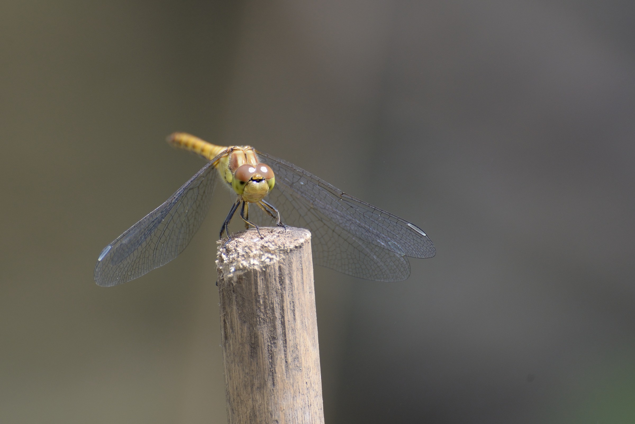 Dragonfly