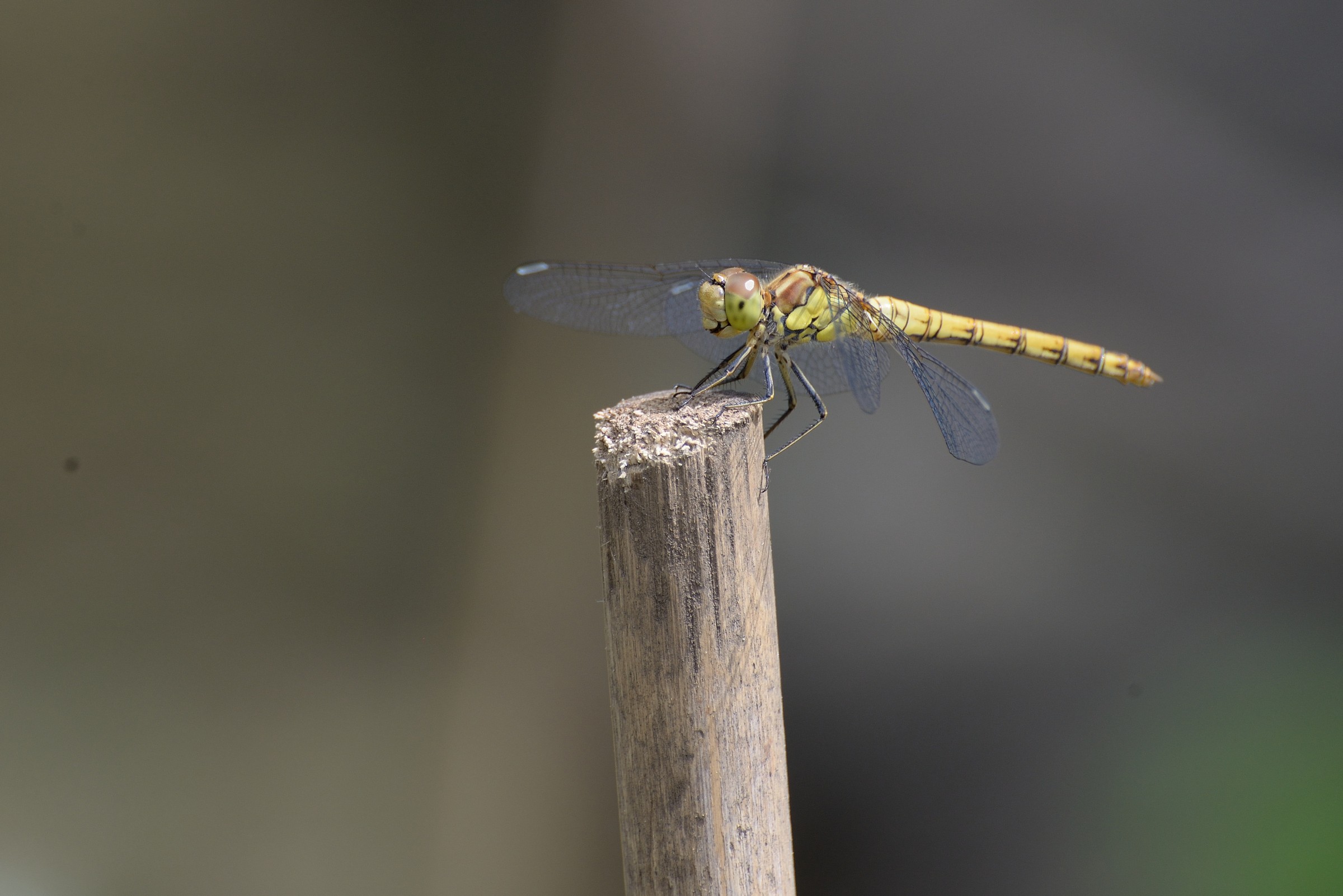 Dragonfly