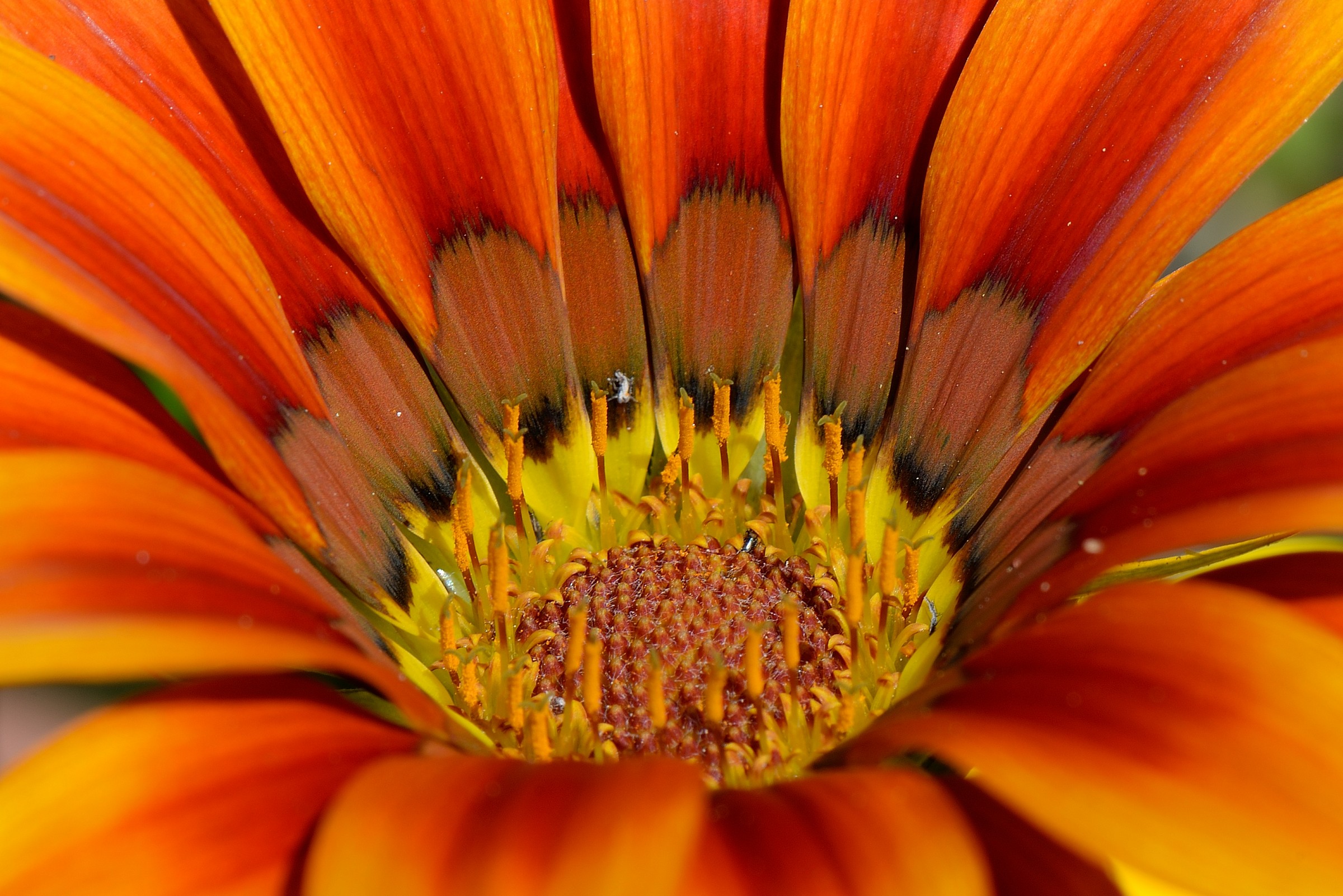 Gazania