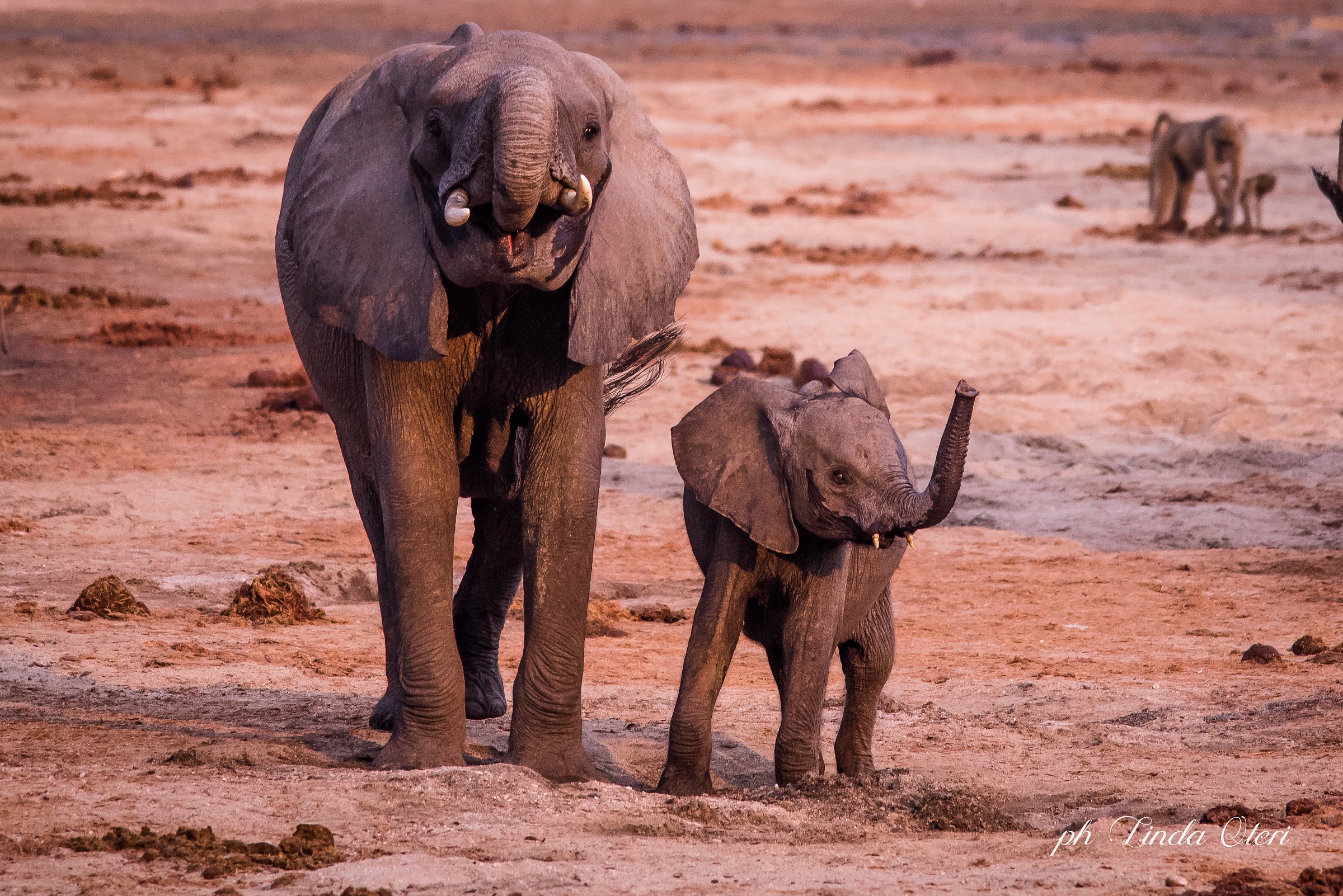 Nella valle degli elefanti