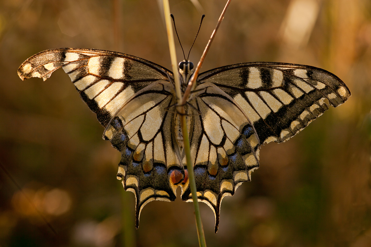 face-to-face with an old Papilion macaon
