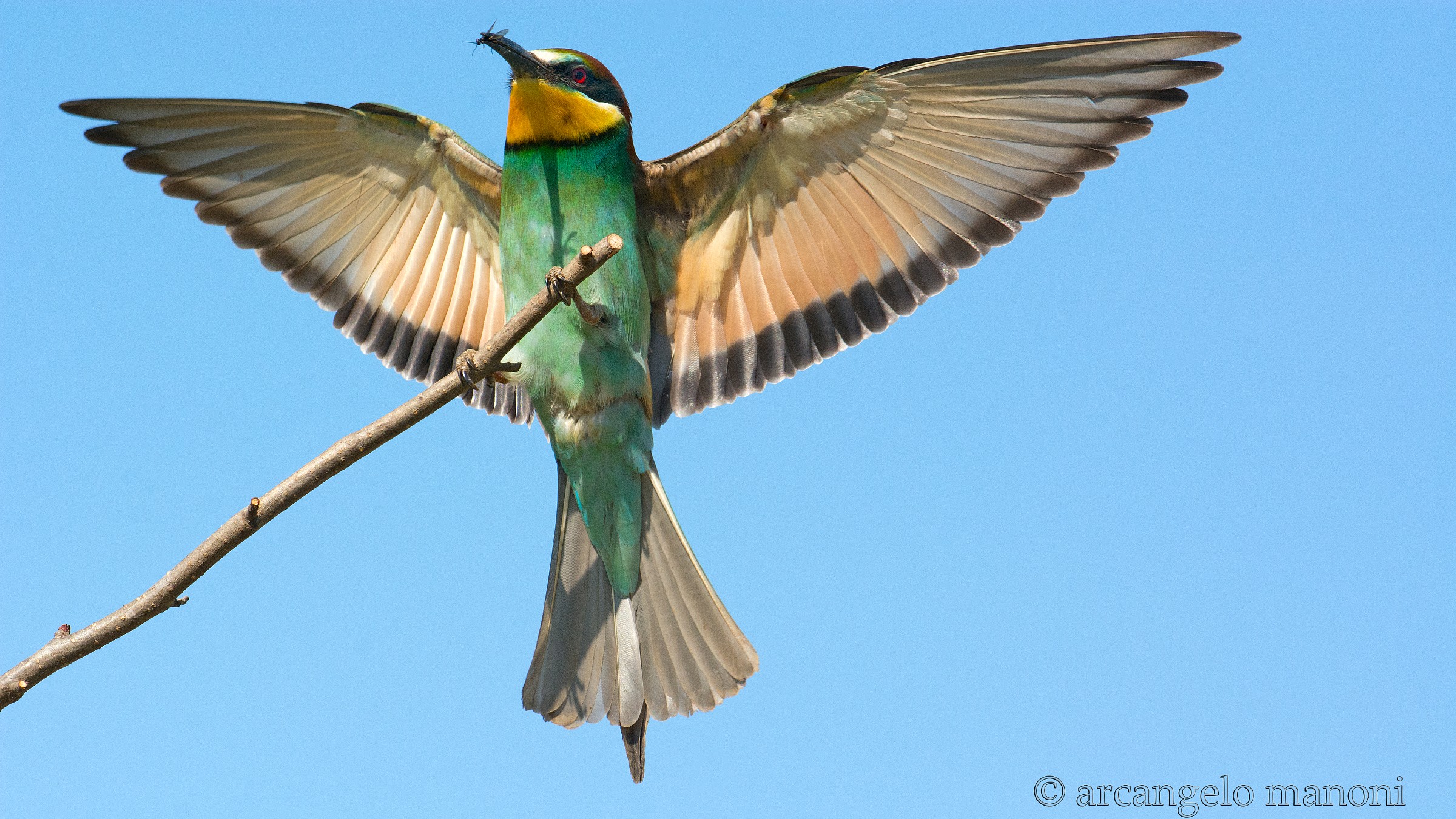 Le ali della libertà