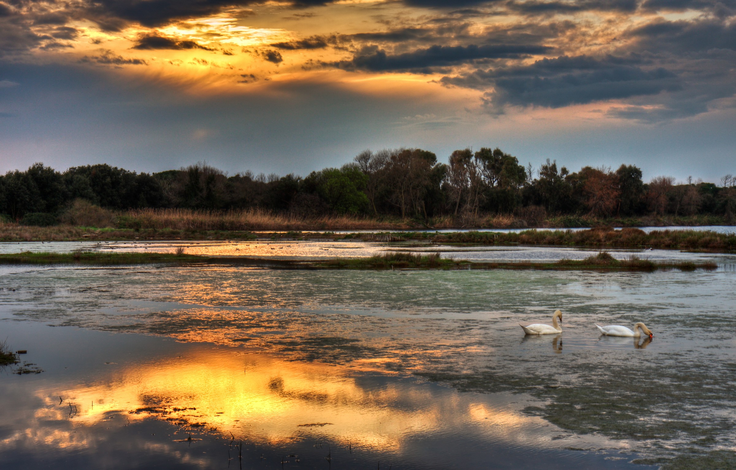 il lago dei cigni